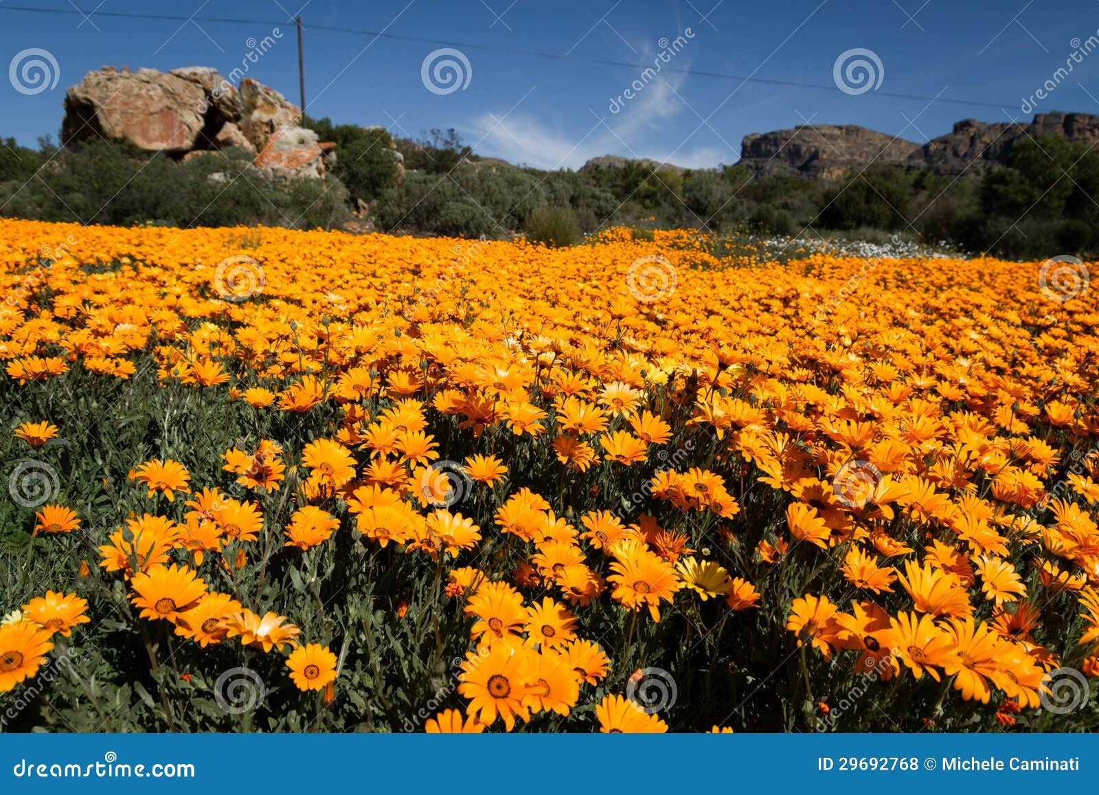 orange flowers field