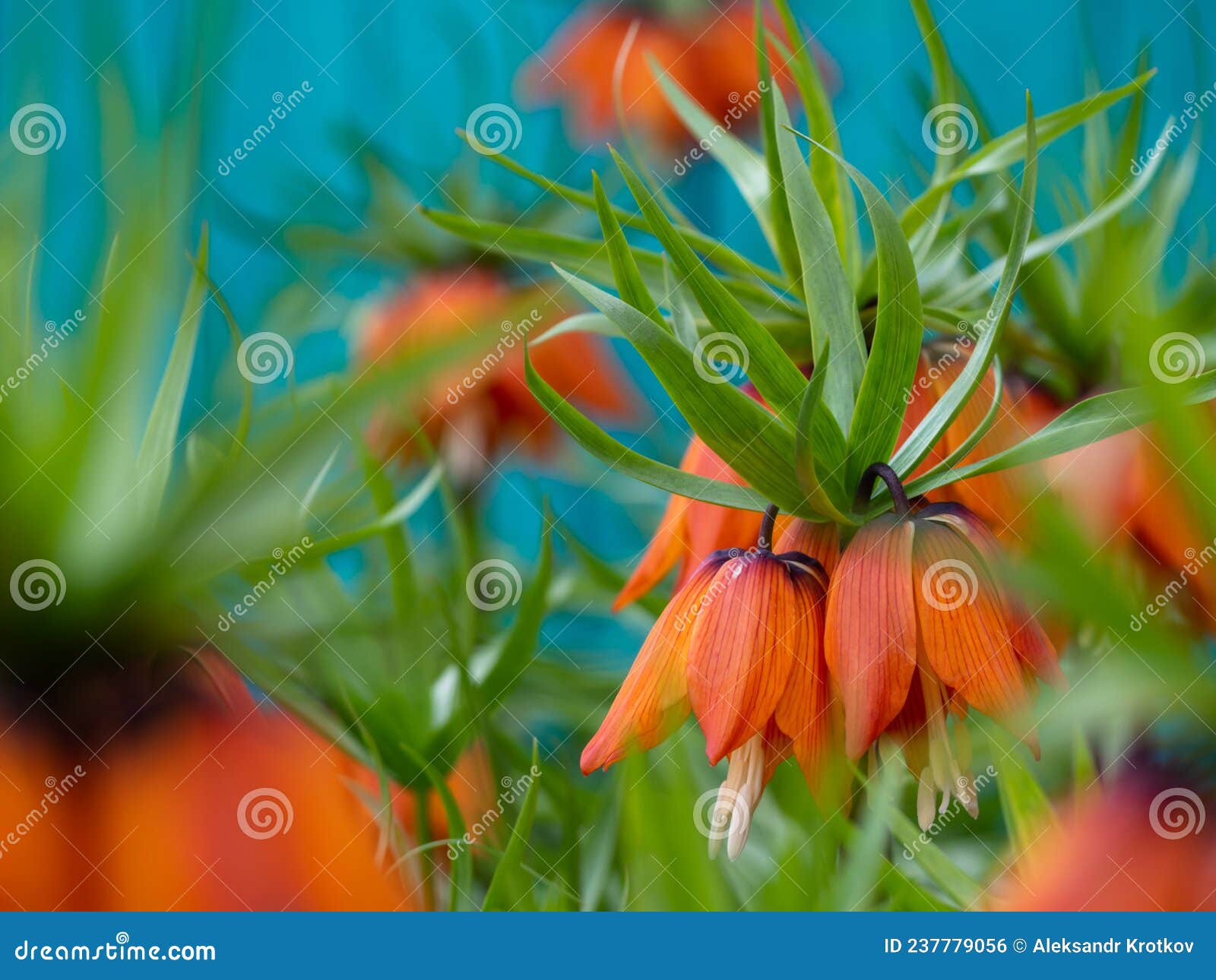 Orange Flowers Of Fritillaria Imperialis In The Spring Garden Imperial