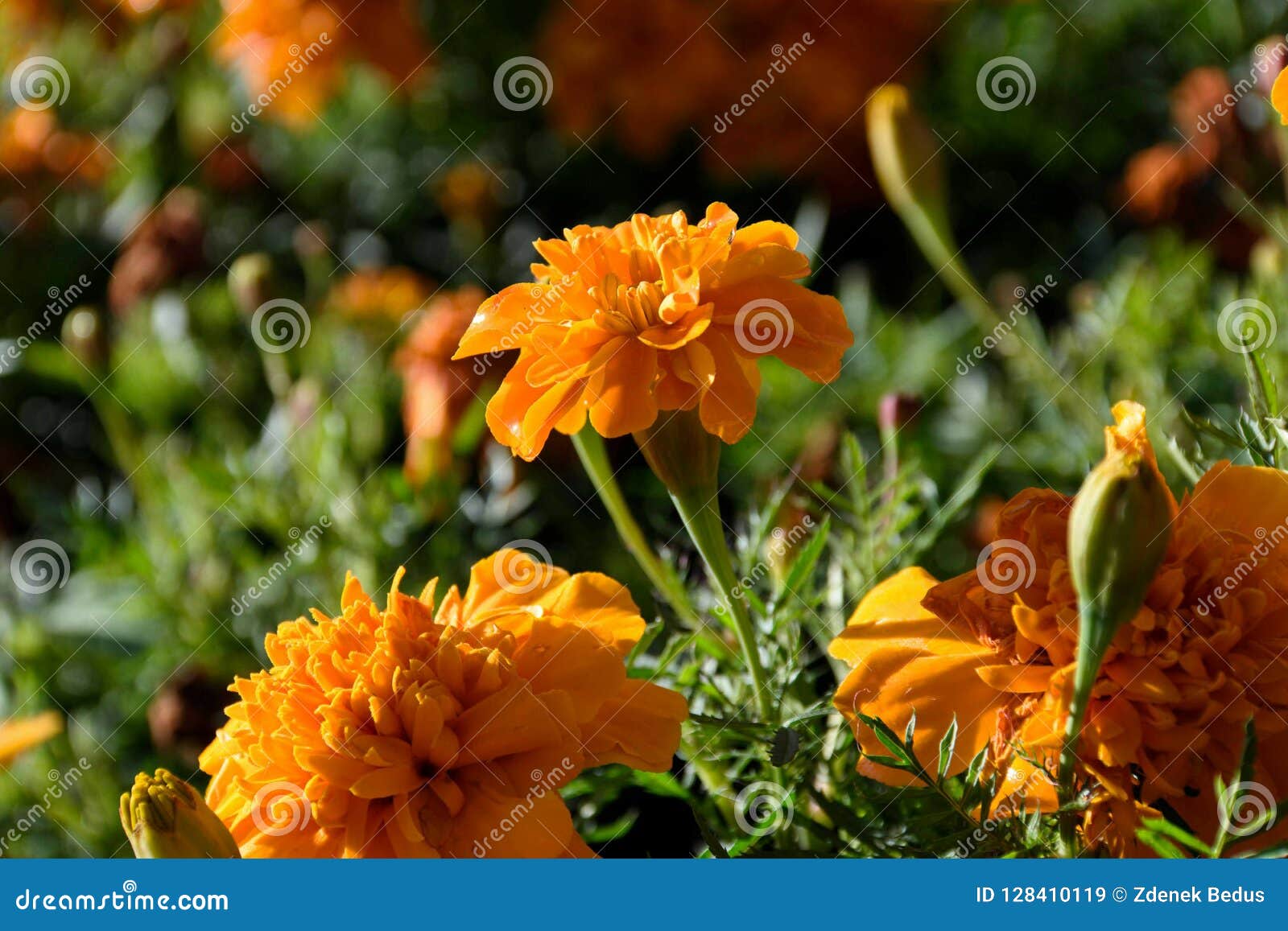 Orange Flowers Growing Wild in the Park Stock Image Image of growing, park 128410119