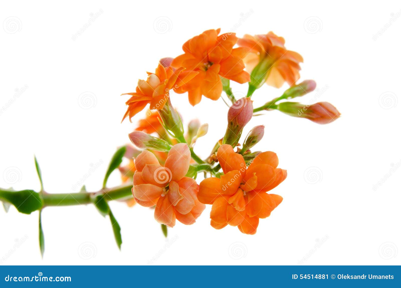 orange flowers of kalanchoe  on white background