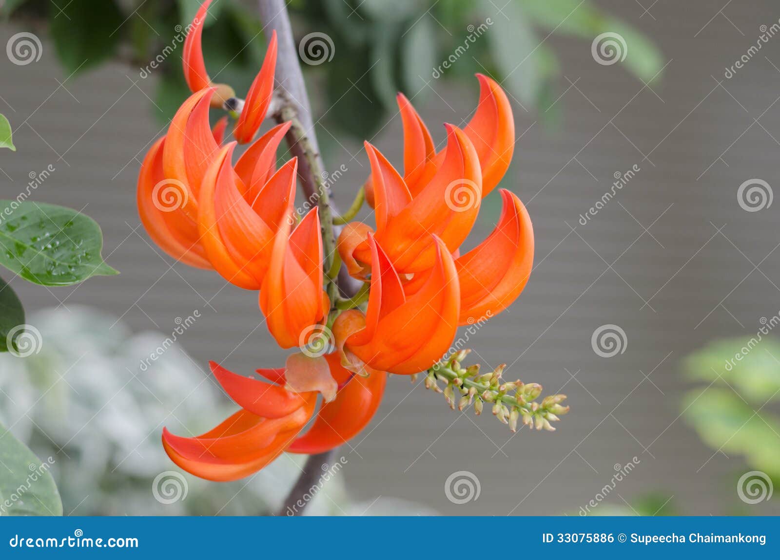 Orange Flowers of Newguinea Creeper. Stock Photo Image of organic