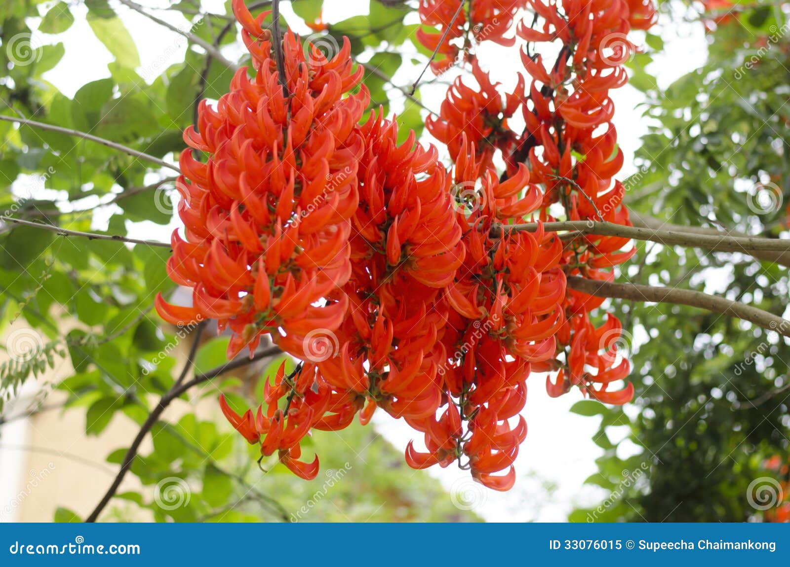 Orange Flowers Of Newguinea Creeper Royalty Free Stock Photo Image
