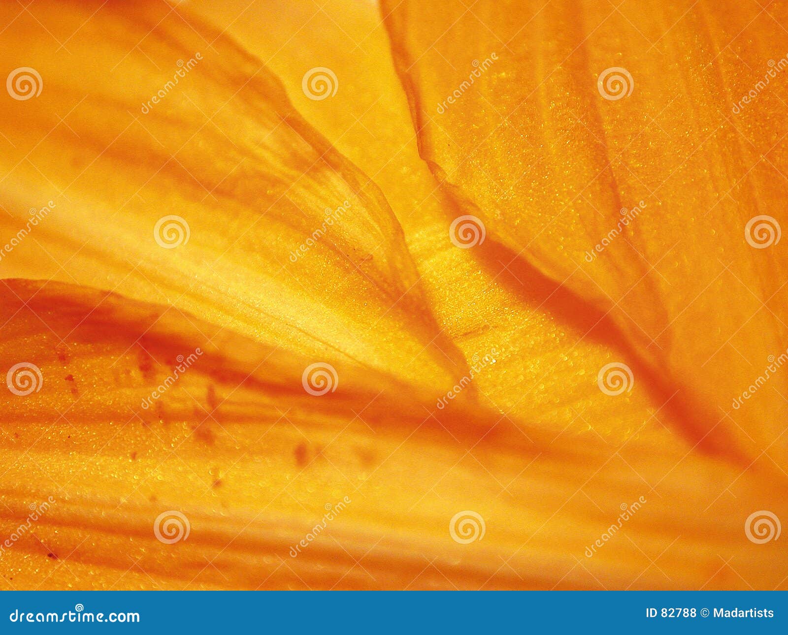 Orange Flowers Petals Texture Stock Photo Image of closeups, close 82788