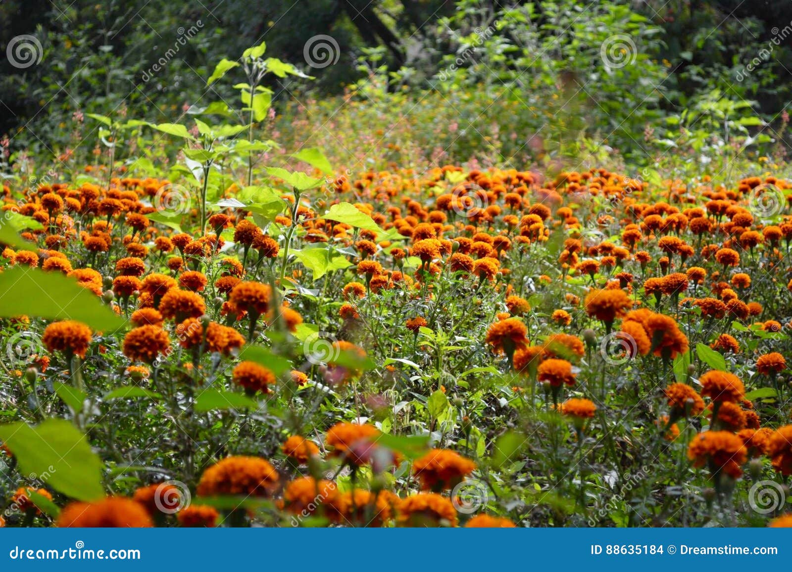 orange flowers