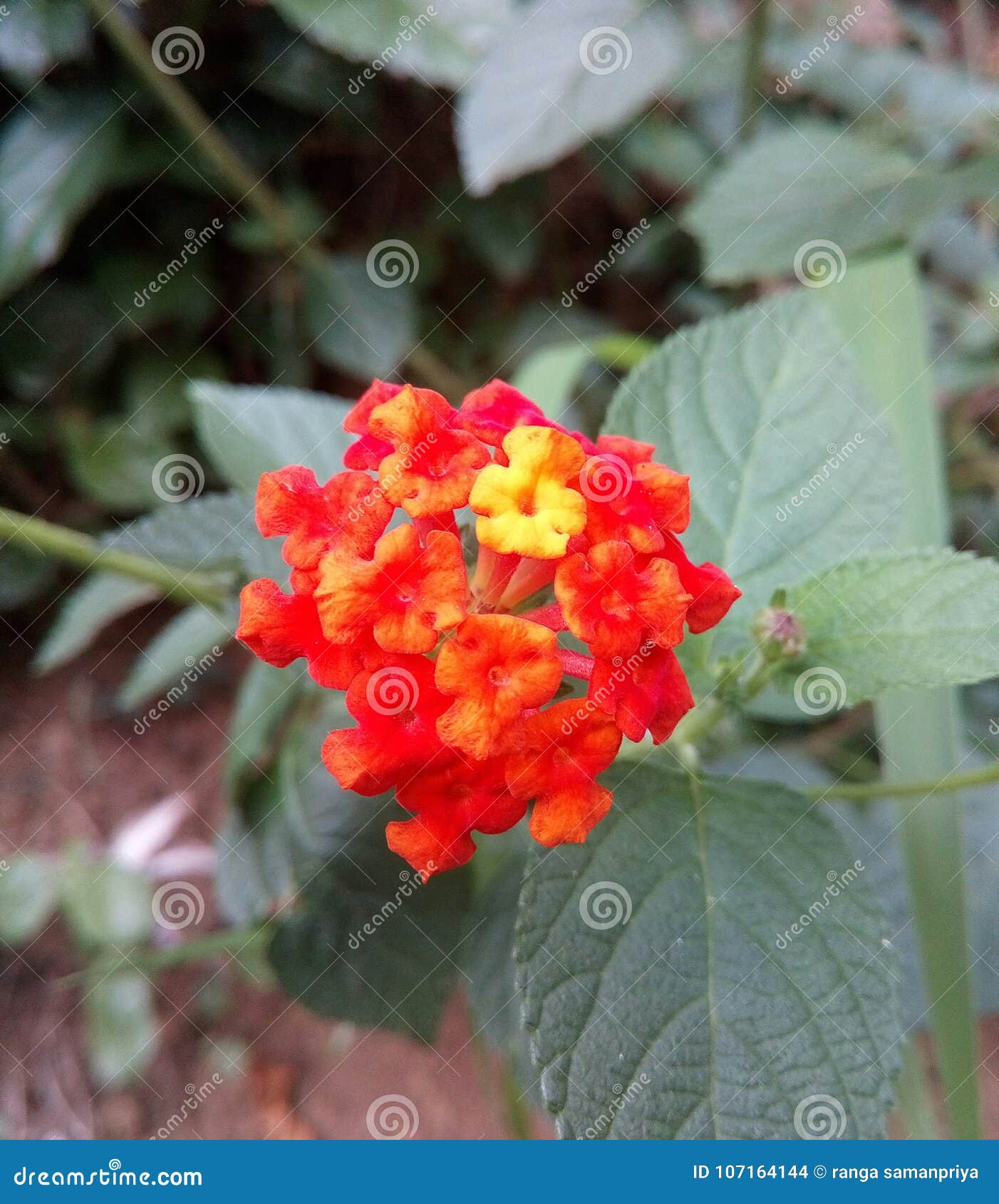 Orange flowers sri lanka stock photo. Image of orange 107164144