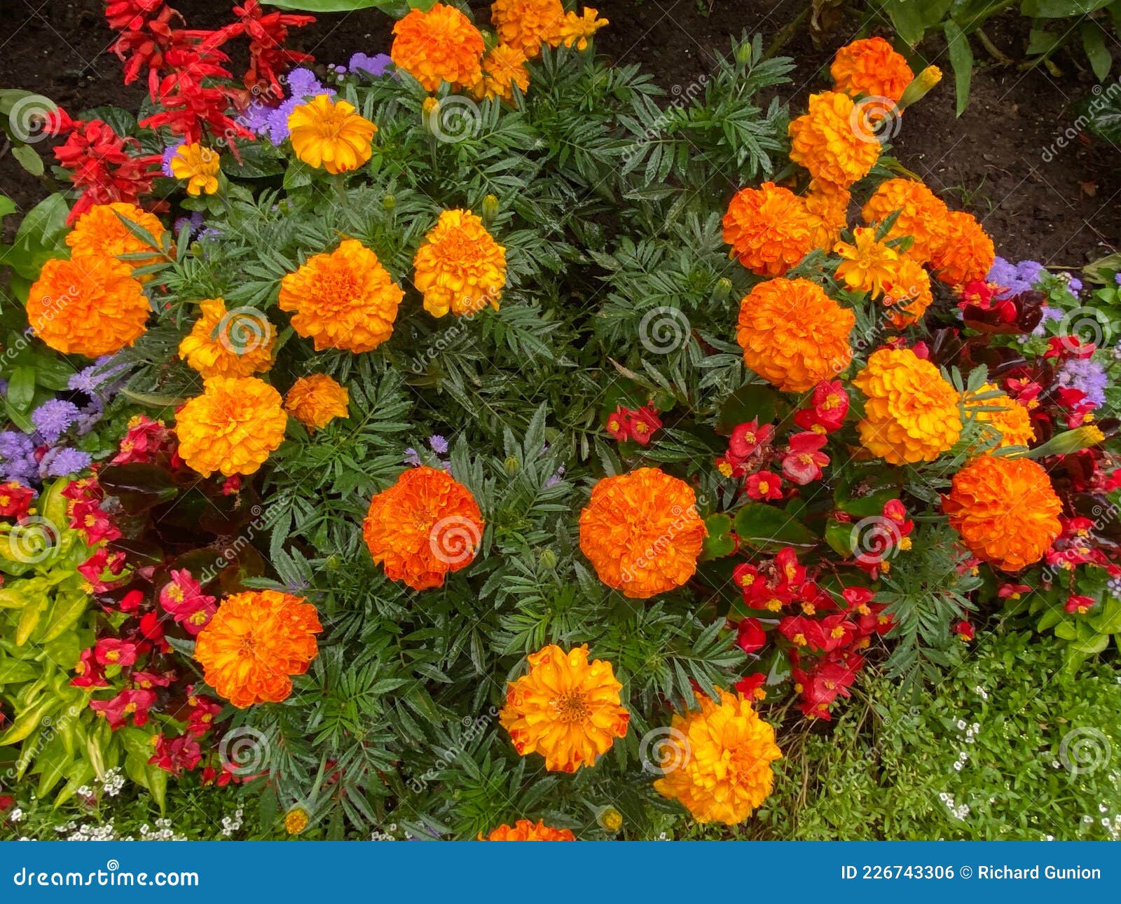 Orange Flowers in Summer stock photo. Image of orange 226743306