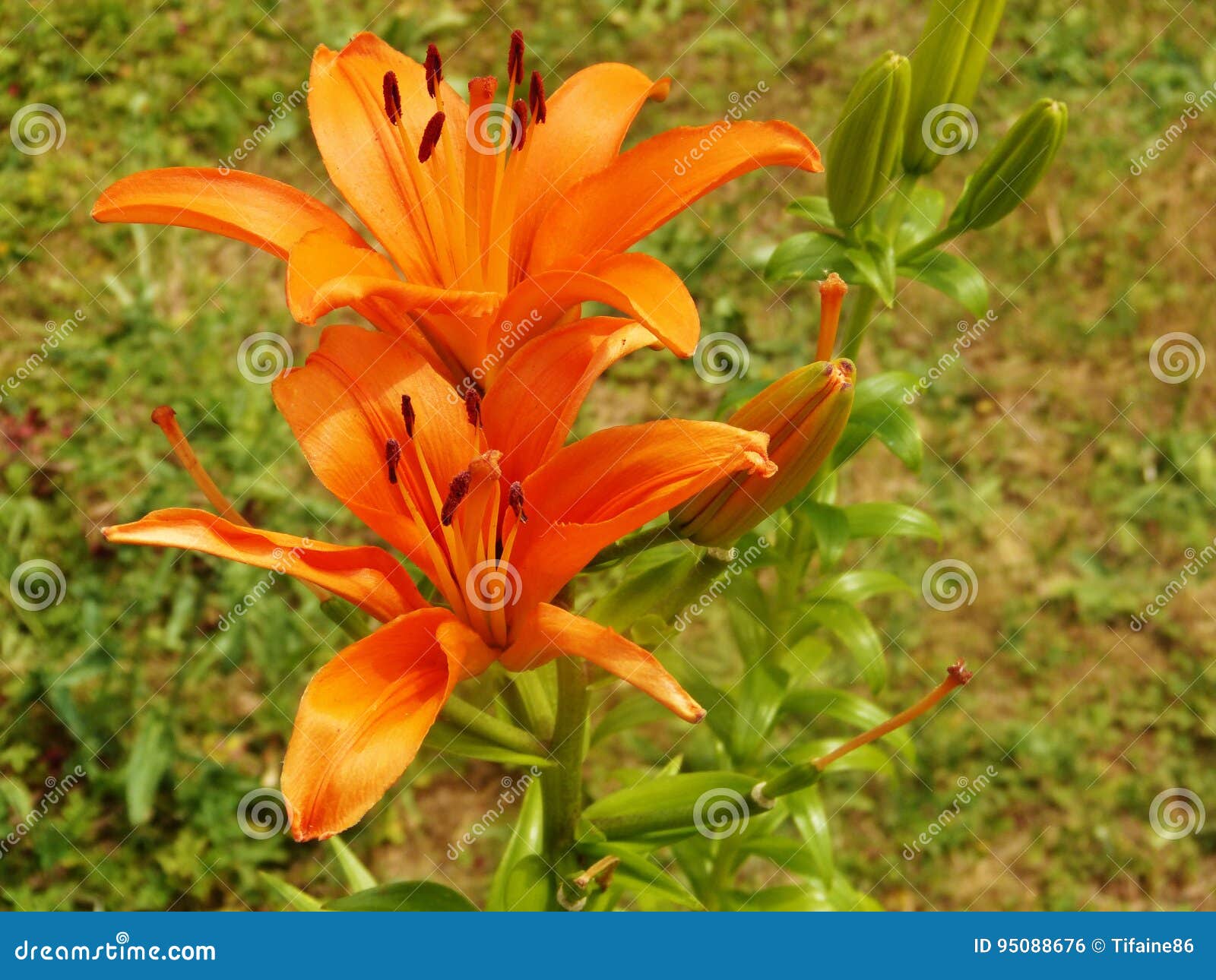 Orange flowers stock photo. Image of orange, flowers 95088676