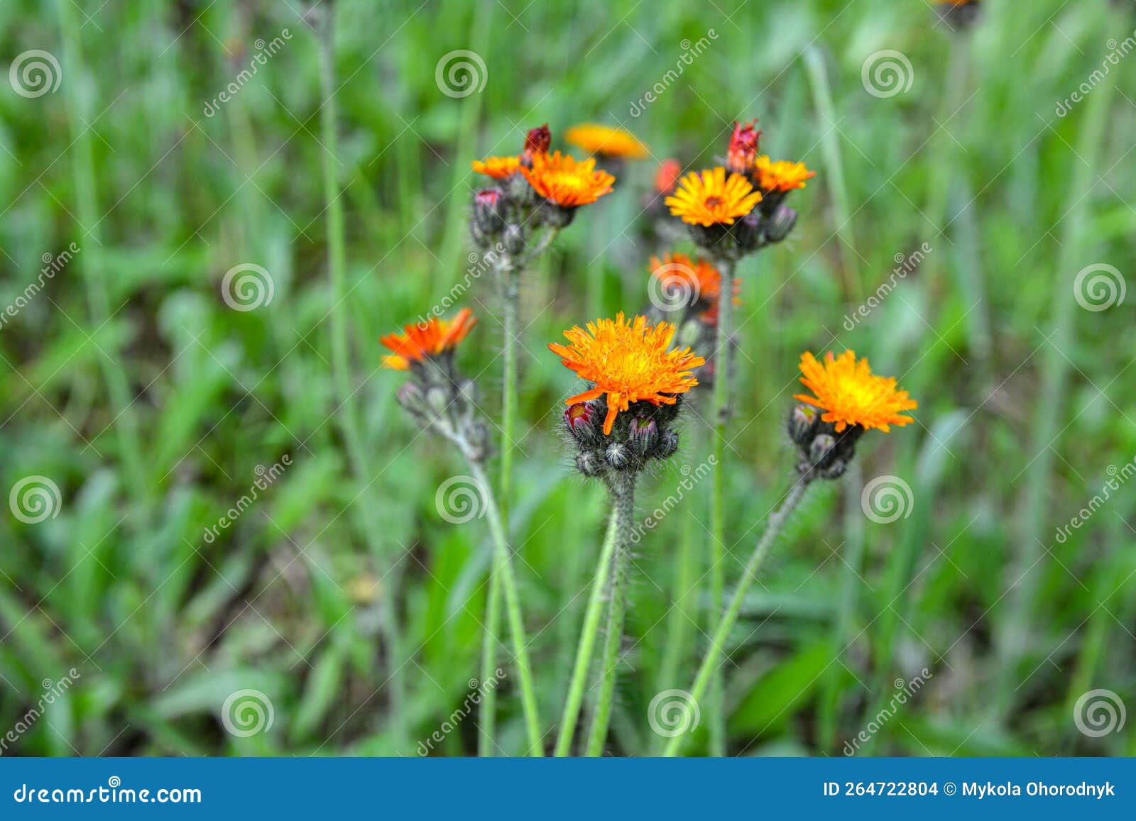 Orange Fox and Cubs Pilosella Aurantiaca Flowering Stock Photo - Image ...