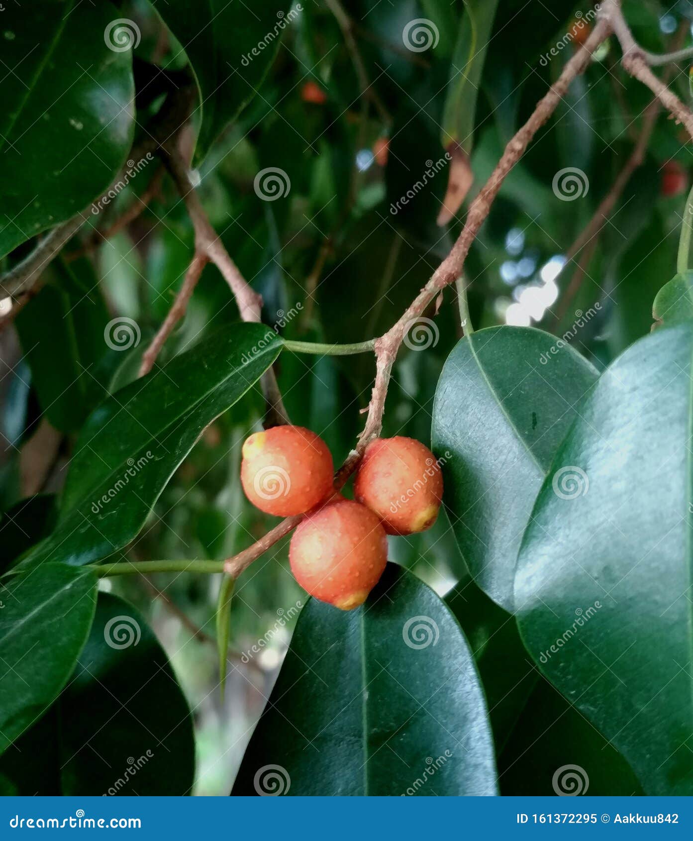 orange fruit bush, golden dew drop, duranta erecta