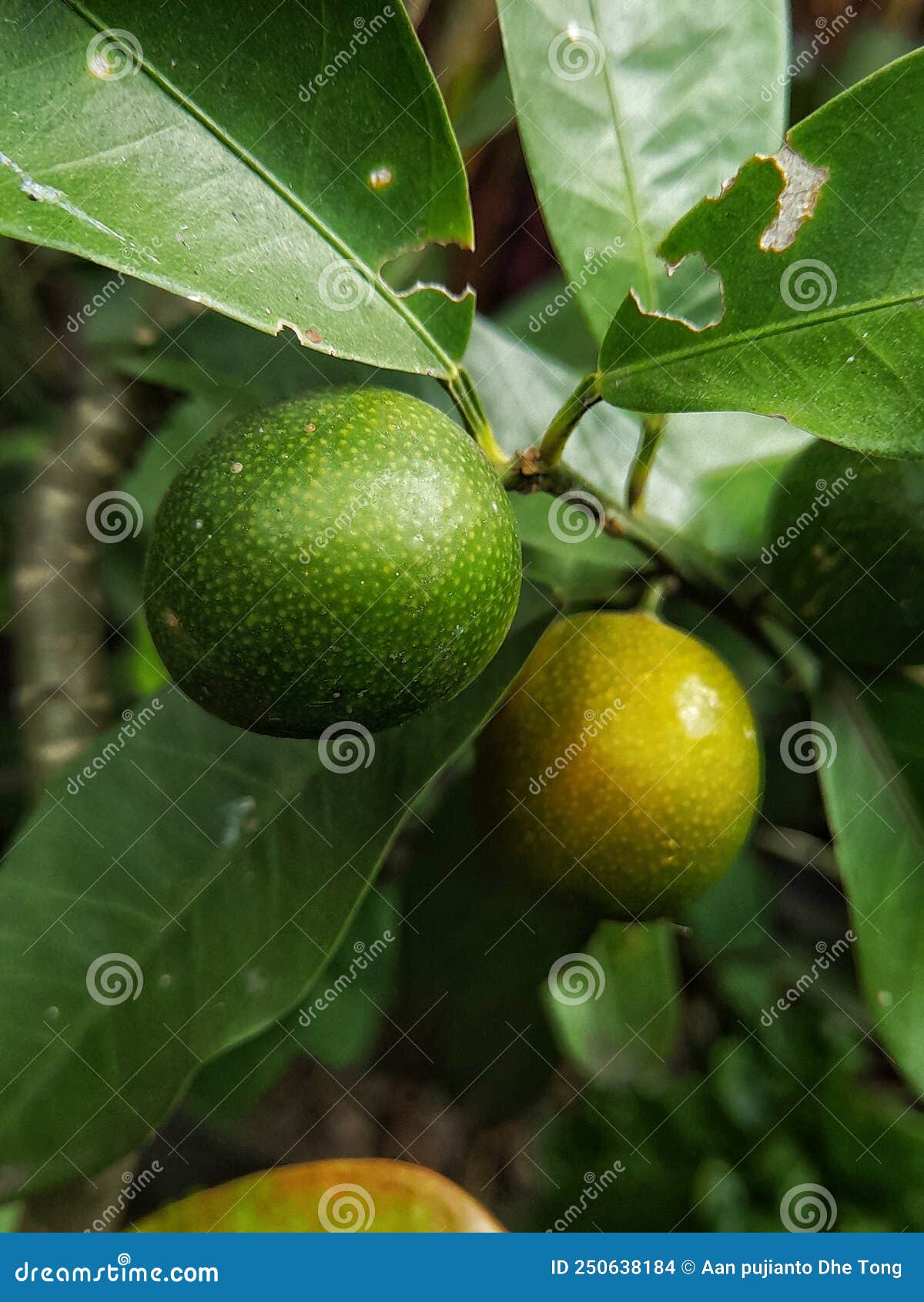 Orange Fruit with Green Leaf Background Stock Photo Image of orange