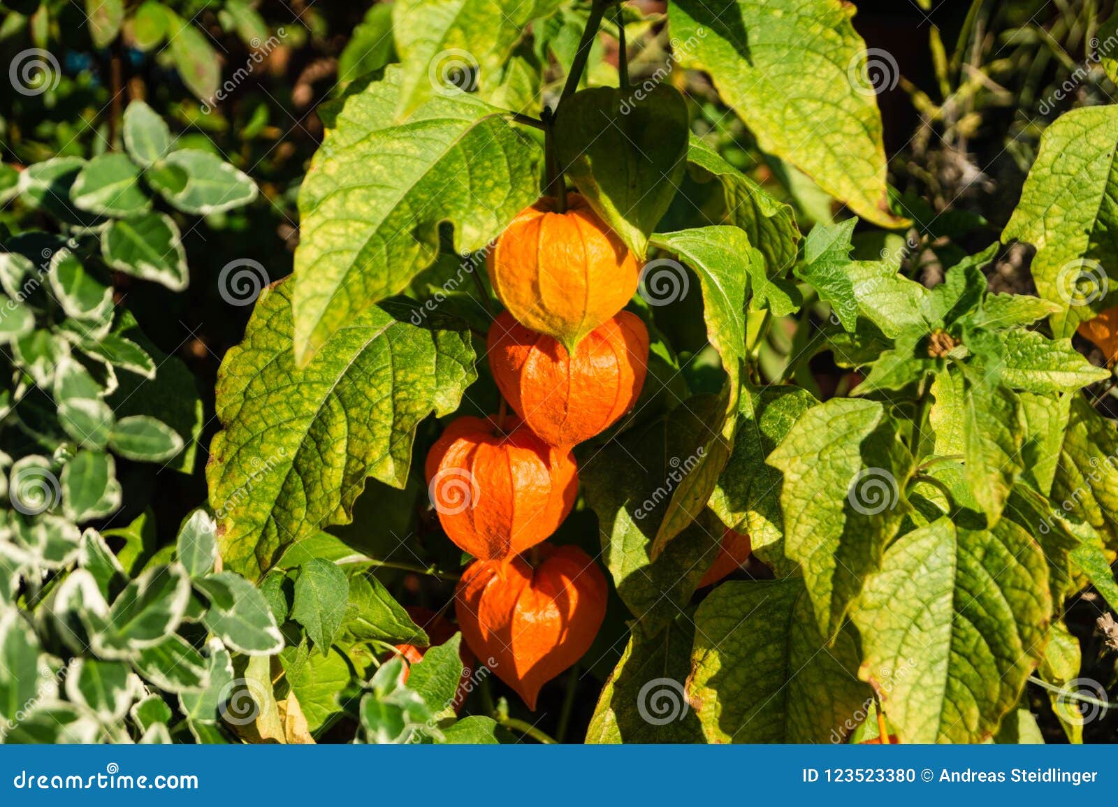 Orange gooseberry fruit stock photo. Image of heart 123523380
