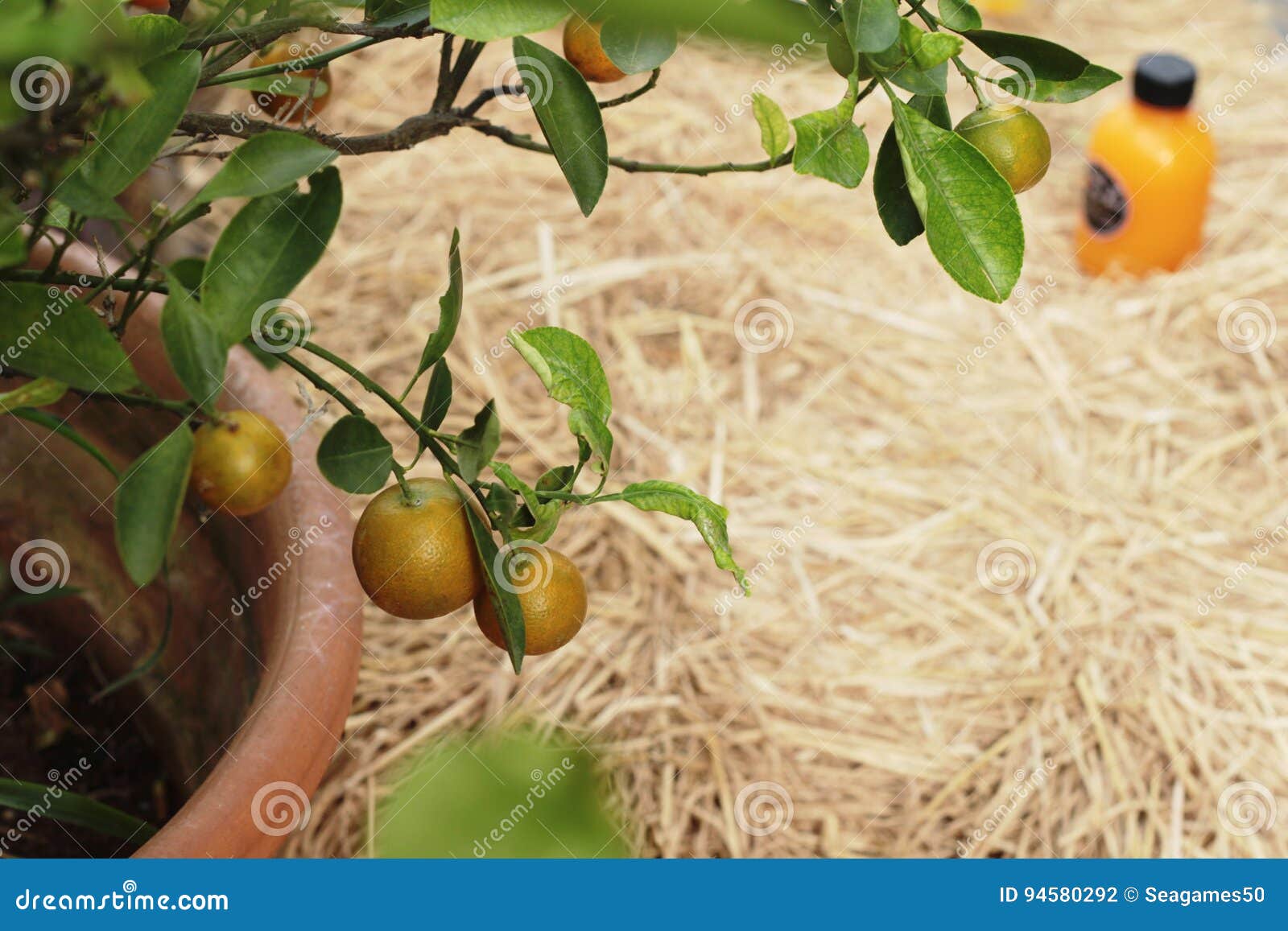 Orange Fruit on the Tree with Juice . Stock Photo Image of food