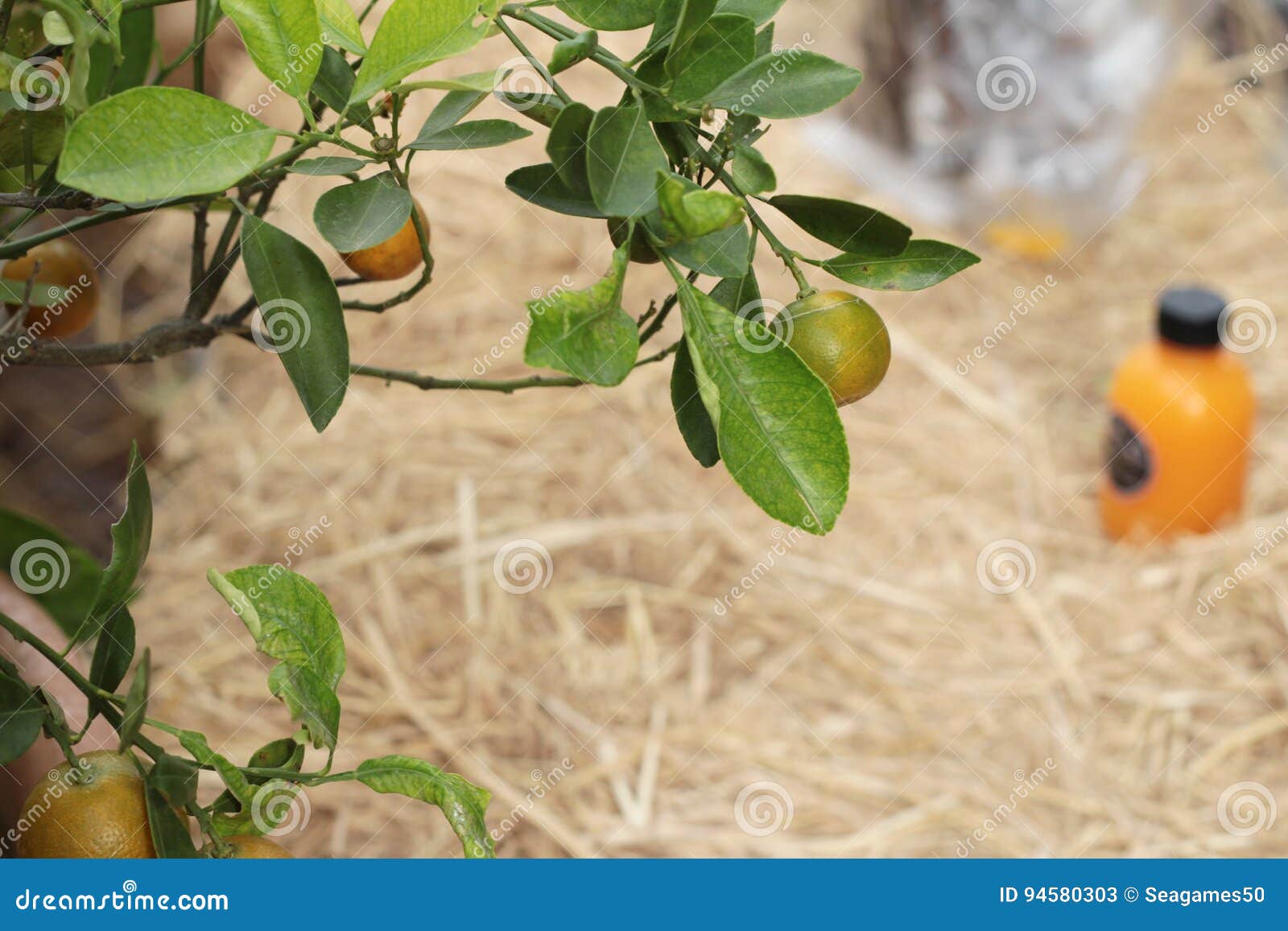 Orange Fruit on the Tree with Juice . Stock Image Image of plant