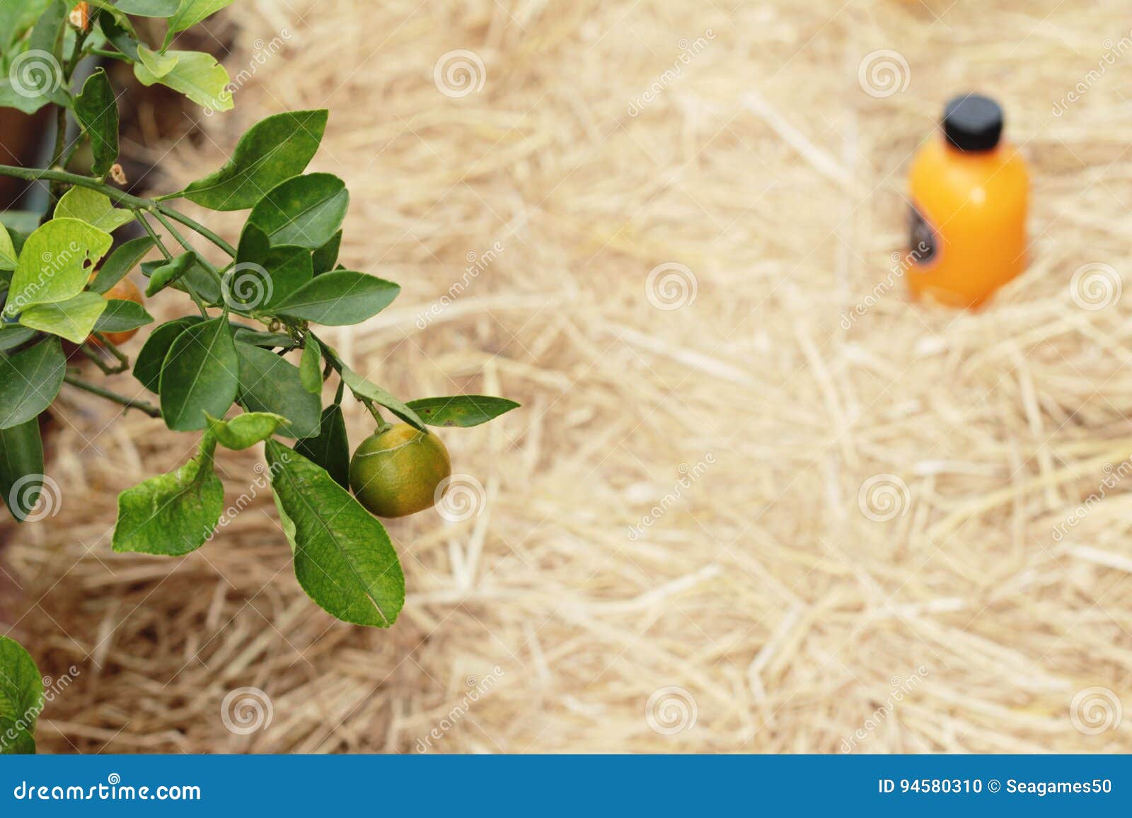 Orange Fruit on the Tree with Juice . Stock Photo Image of tree