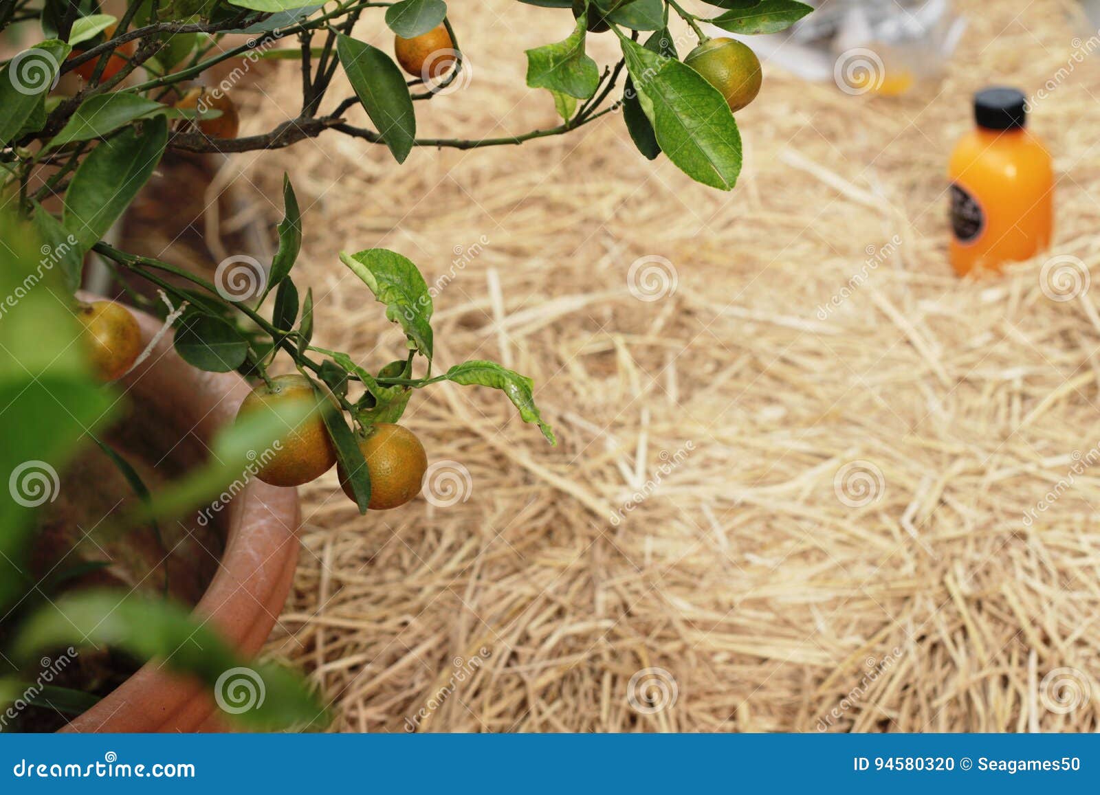 Orange Fruit on the Tree with Juice . Stock Photo Image of