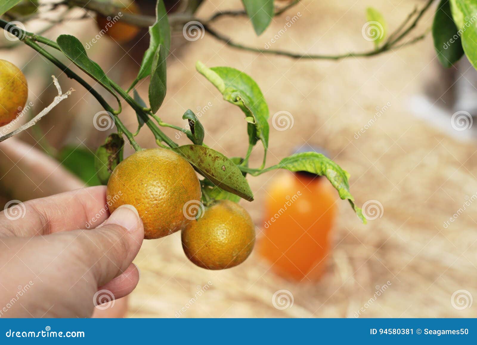 Orange Fruit on the Tree with Juice . Stock Image Image of vitamin