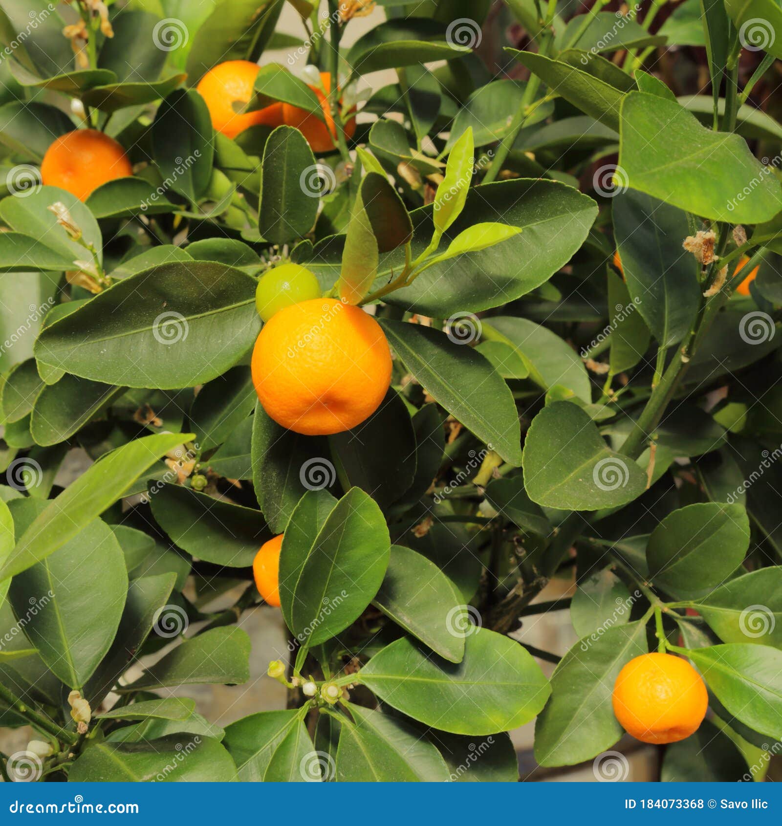 Orange fruit stock photo. Image of orange, tree, food 184073368