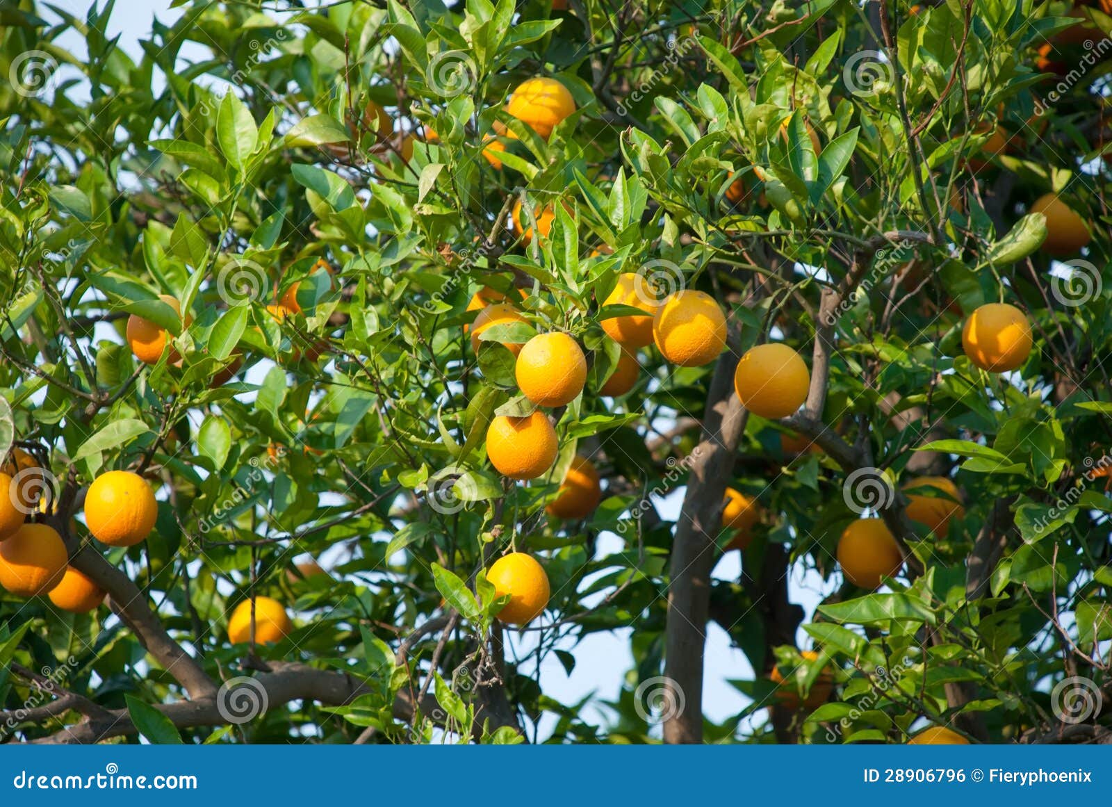 Orange Fruit Tree with Oranges Stock Photo Image of healthy, green