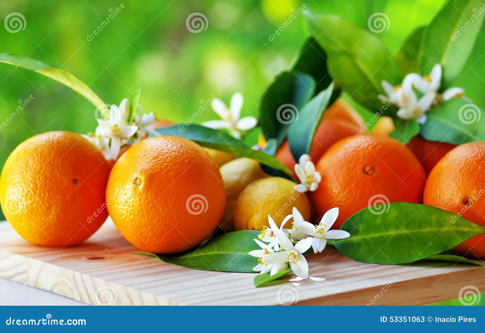 Orange fruits and flowers stock image. Image of healthy 53351063
