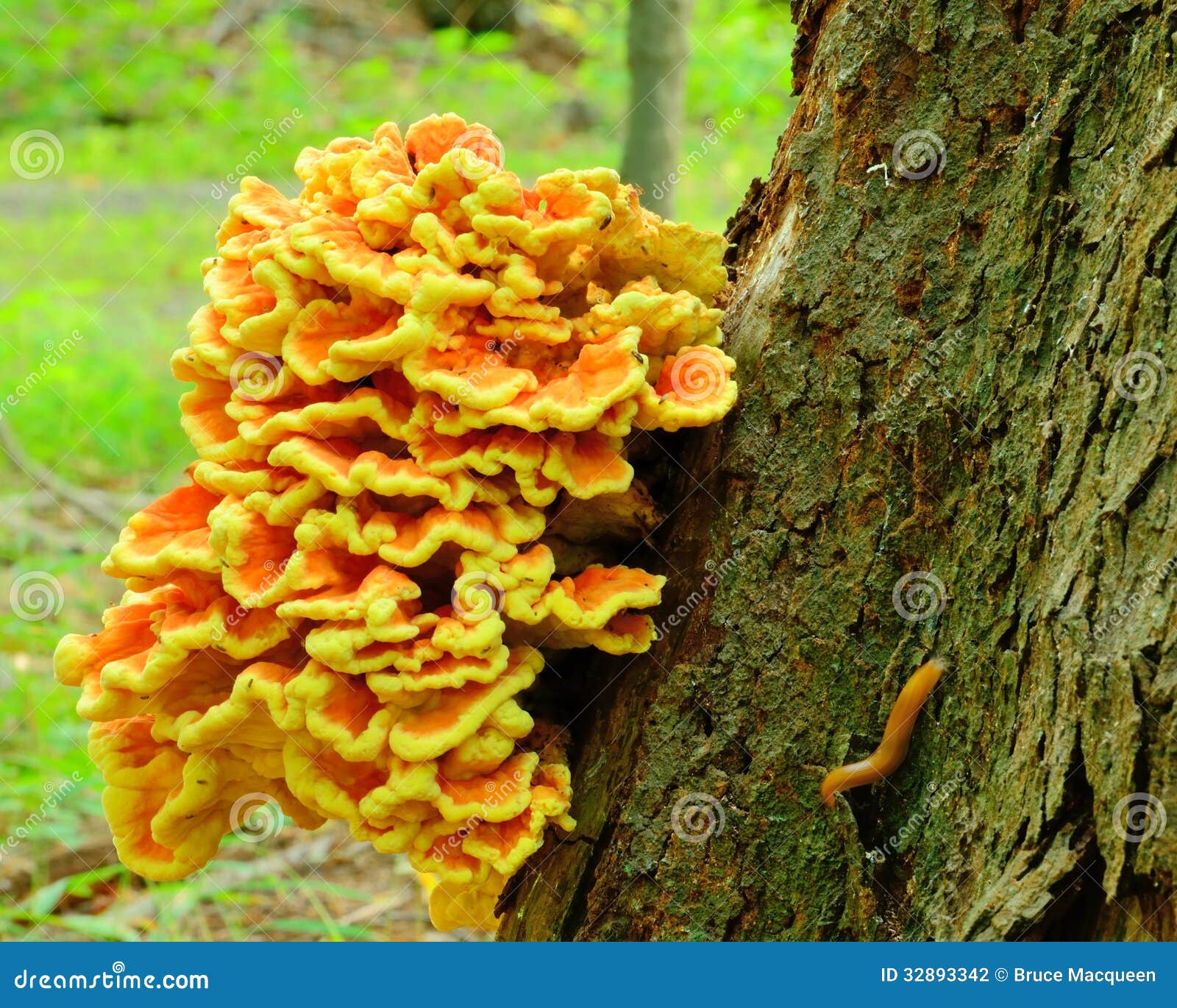 Orange Fungus Stock Photography Image 32893342