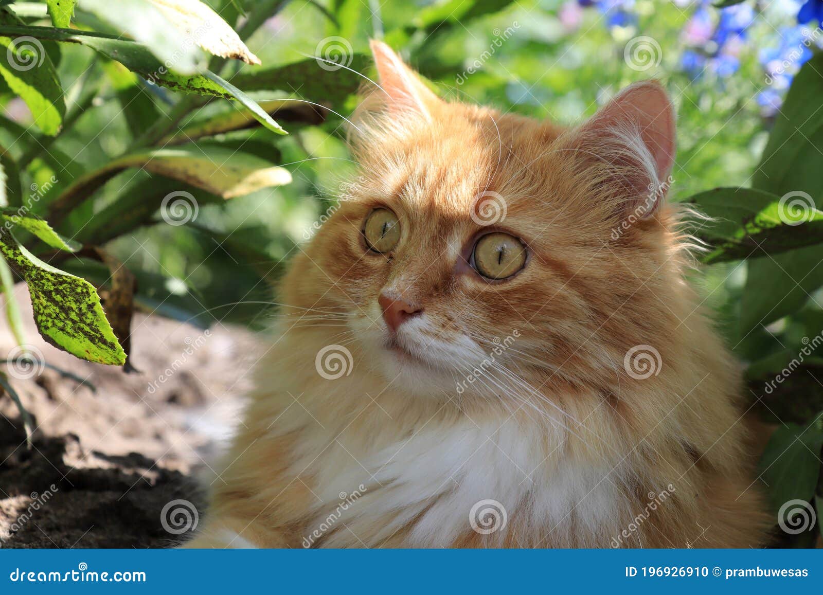 A Fluffy Ginger Cat with Big Eyes is Looks Surprised; Funny Emotions Stock  Photo - Image of background, animal: 196926910