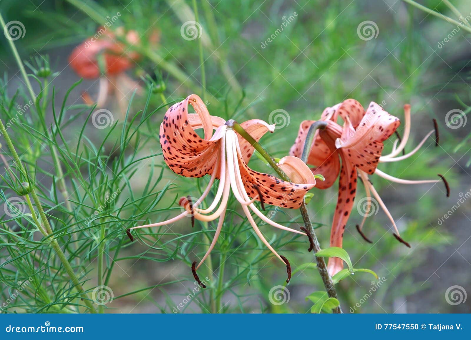 Orange garden lilies stock photo. Image of view, vibrant 77547550
