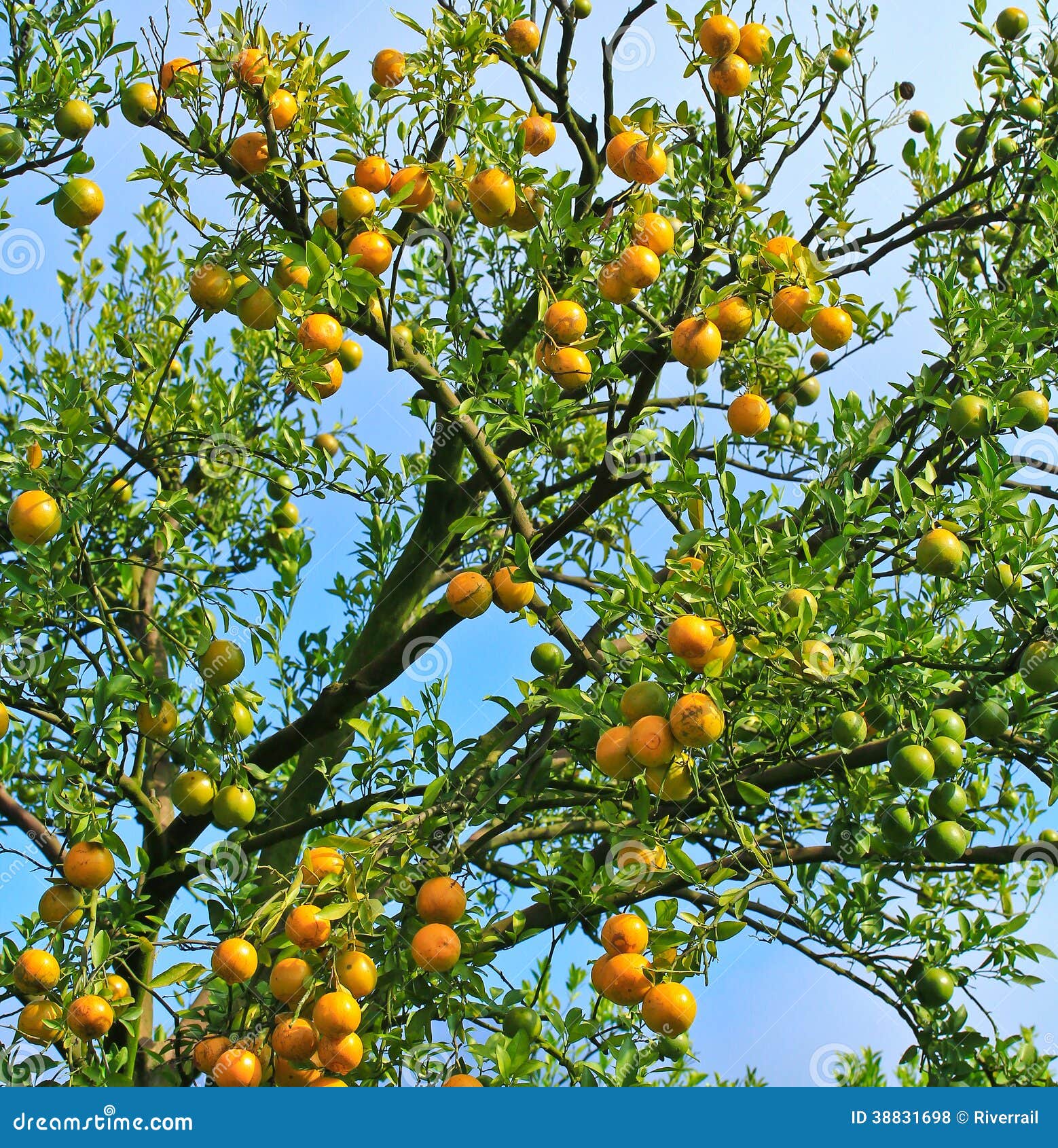 Orange Garden Lizard Laying On Tree Branch Sun Bathing RoyaltyFree
