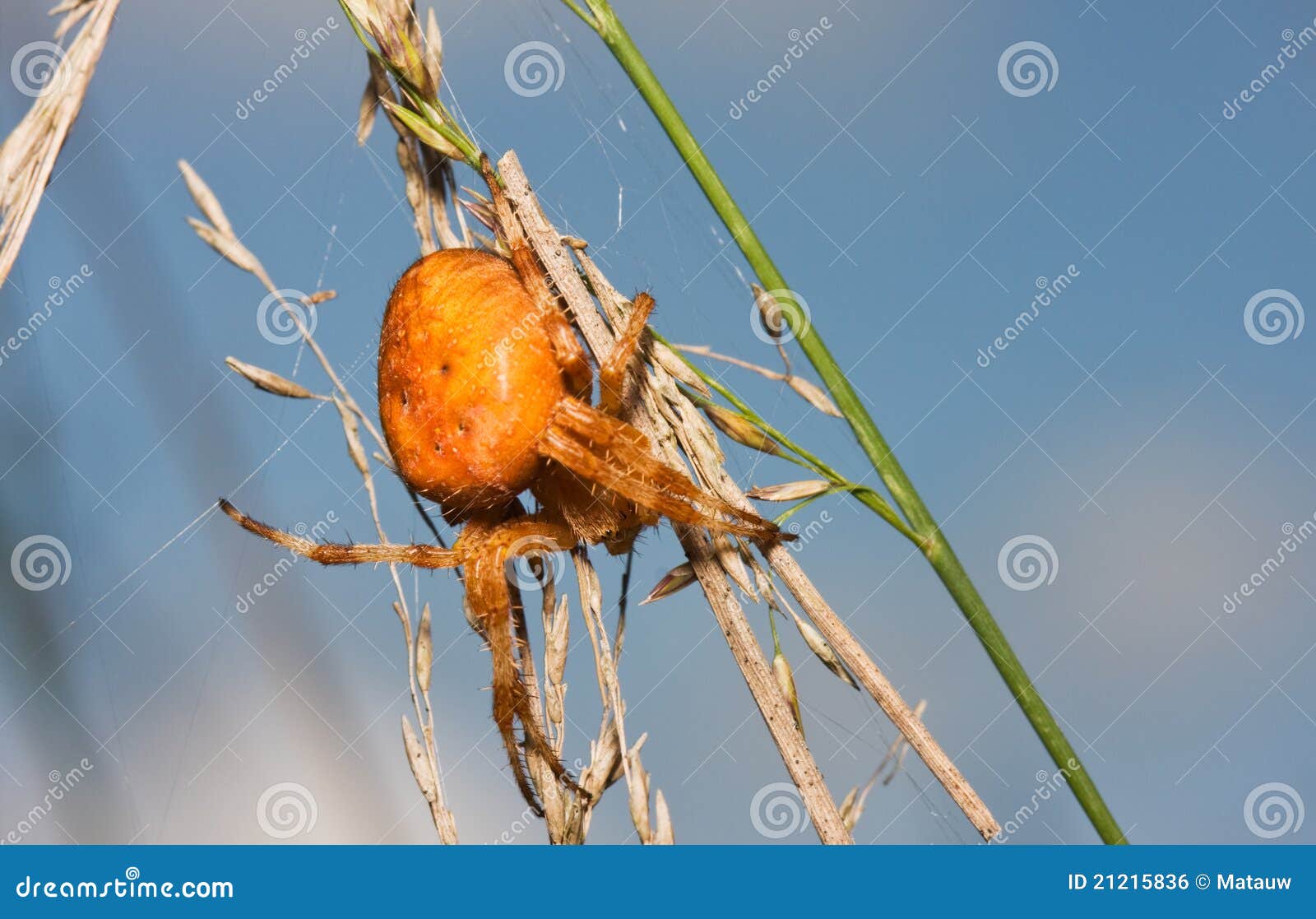 Orange GartenSpinne stockfoto. Bild von wildnis, europäisch 21215836