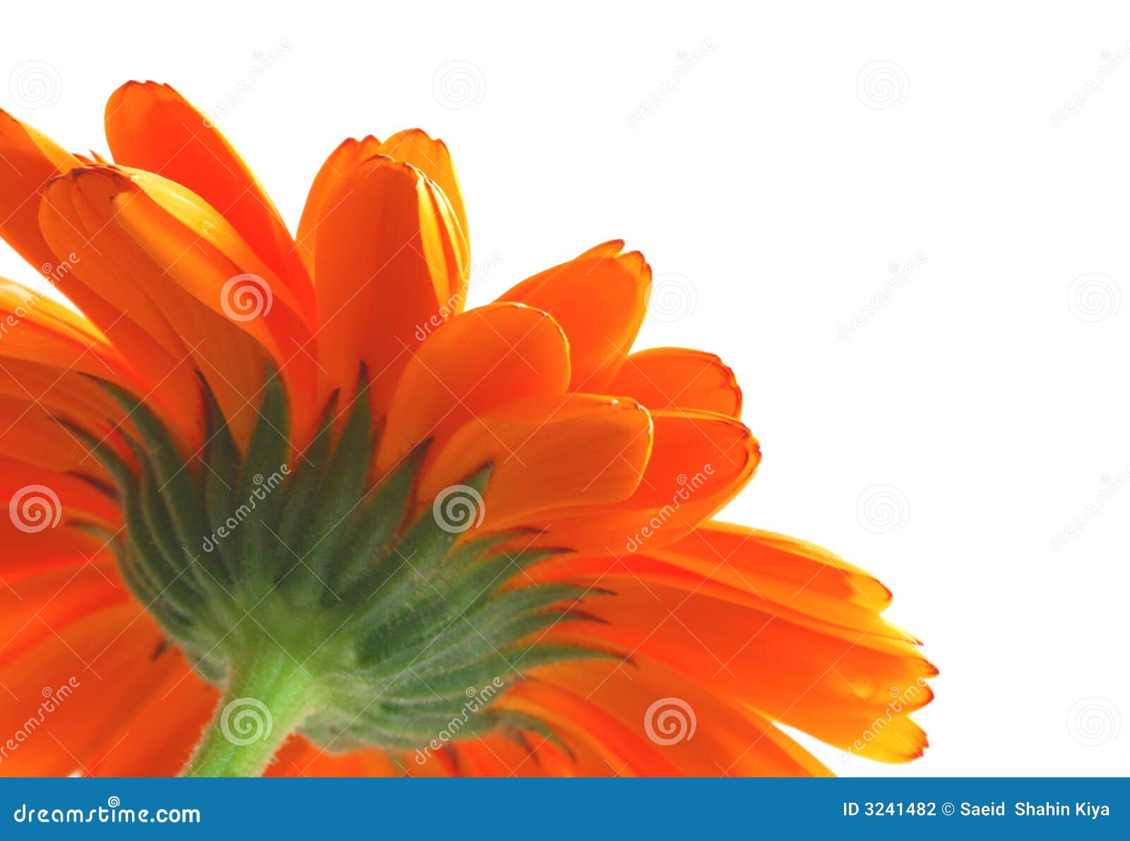 Orange gerber stock photo. Image of blooming, isolated 3241482