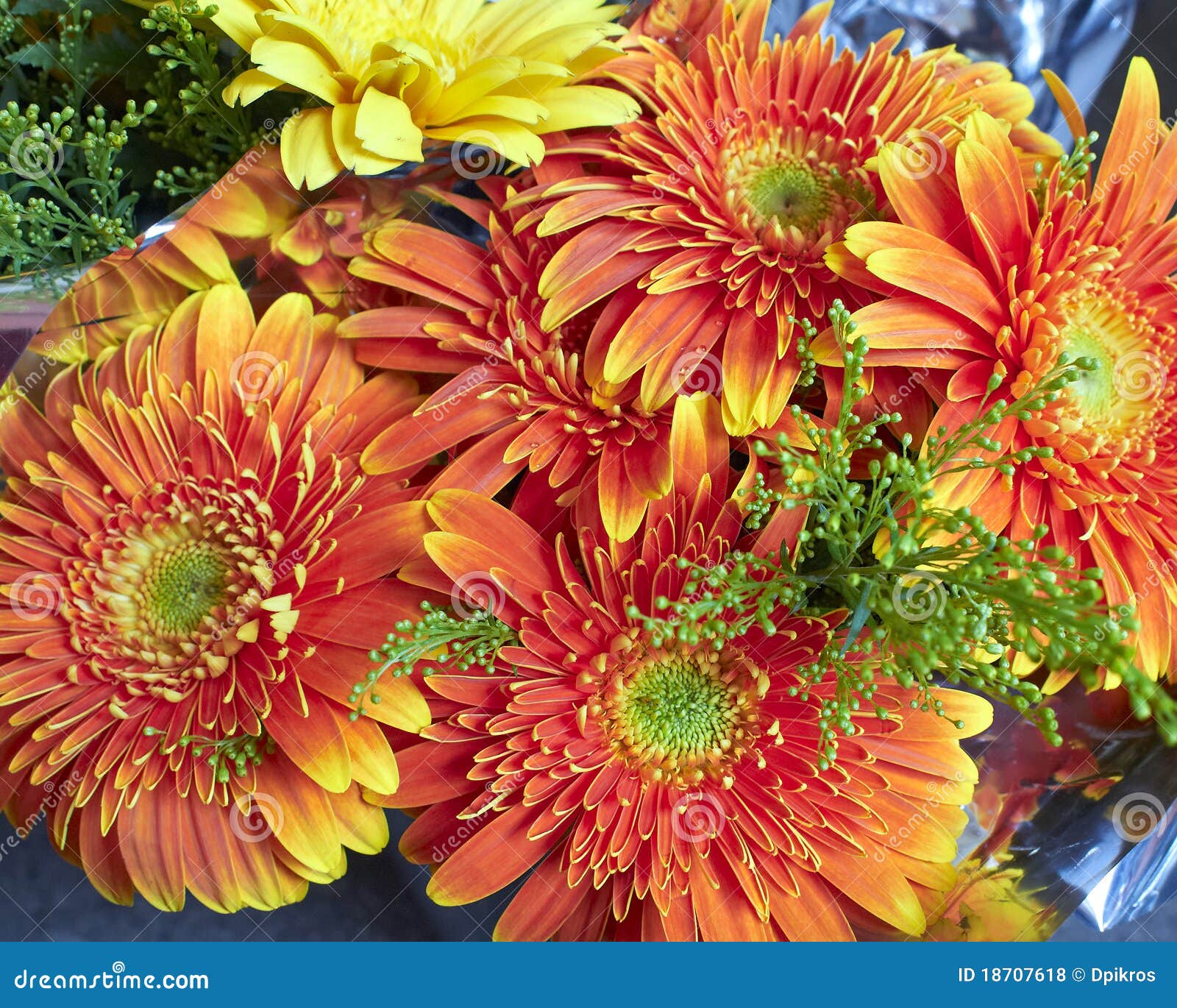 Orange gerber daisies stock photo. Image of orange, gerber 18707618