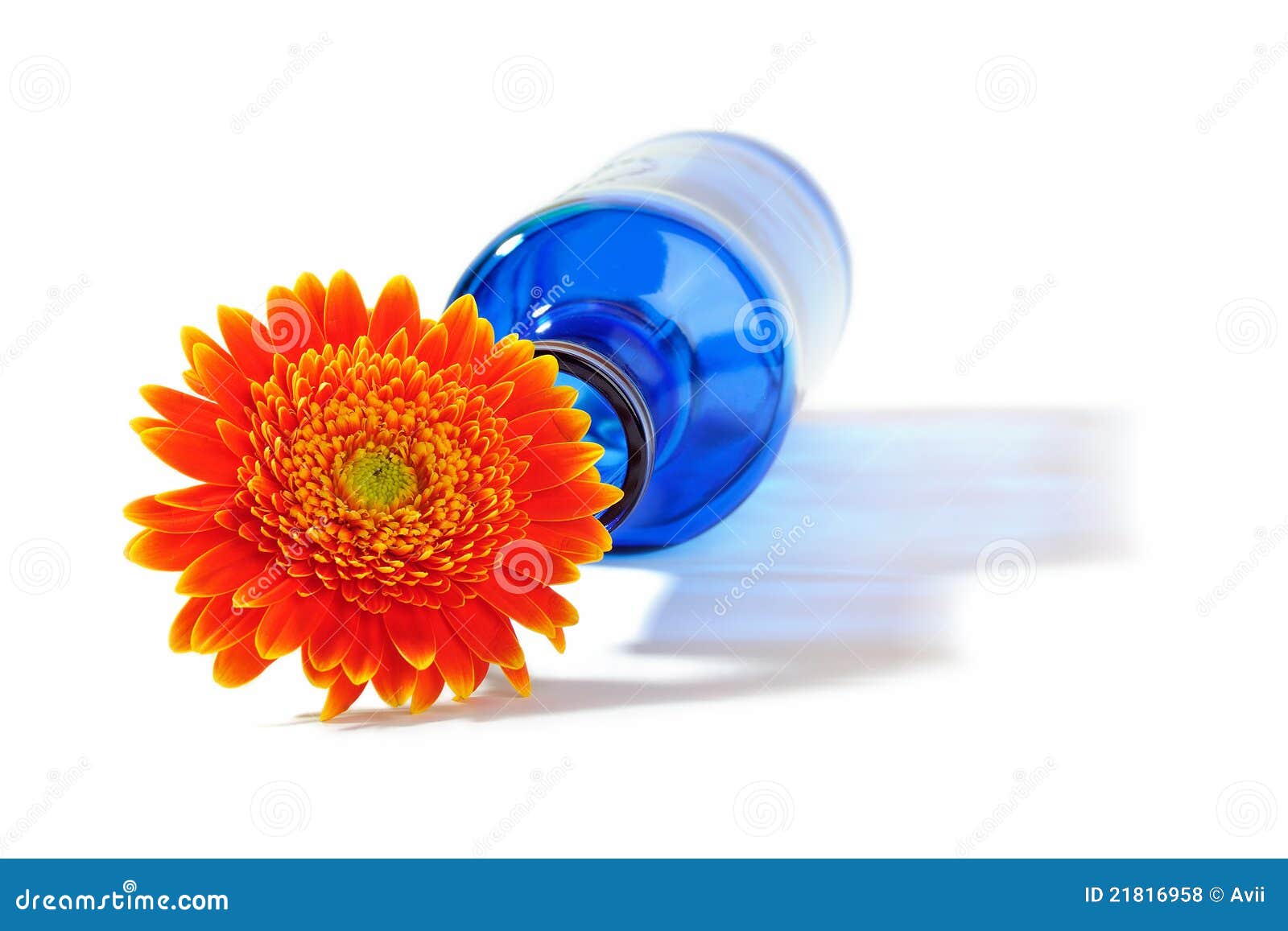 Orange Gerbera in Blue Vase on White Background Stock Photo - Image of