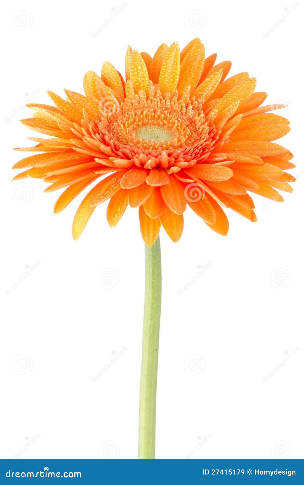 Orange Gerbera Daisy Flower Stock Image Image of flora, plant 27415179
