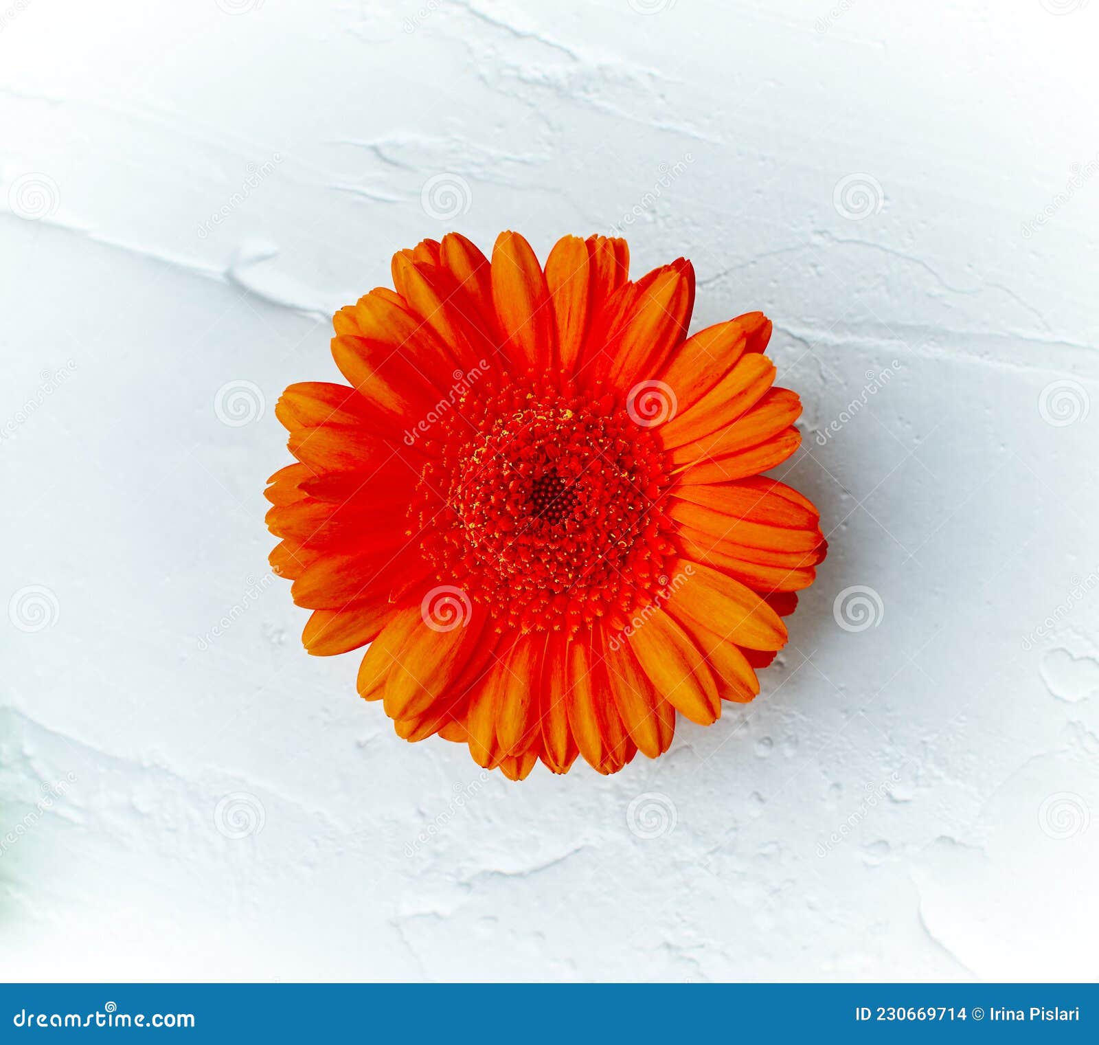 orange gerbera daisy  on violet background