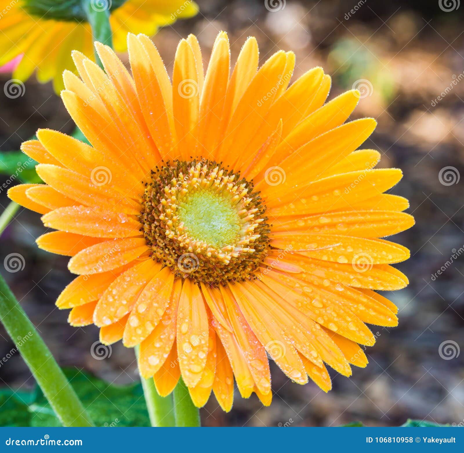 Orange Gerbera Daisy in the Sun Stock Photo Image of background