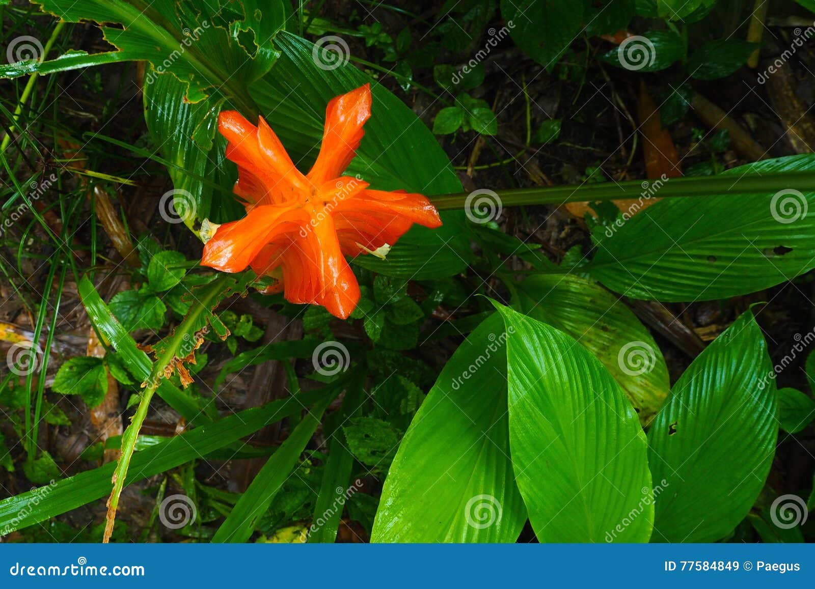 Orange ginger flower stock image. Image of plume, bract 77584849