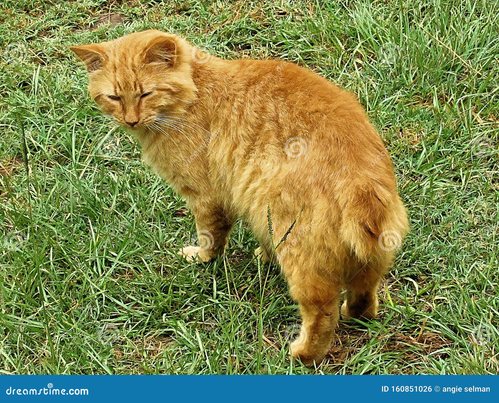 orange manx cat