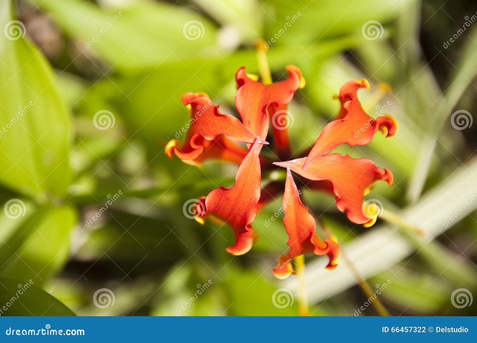 Orange Glory Lily Close Up (gloriosa Superba) Stock Photo Image of