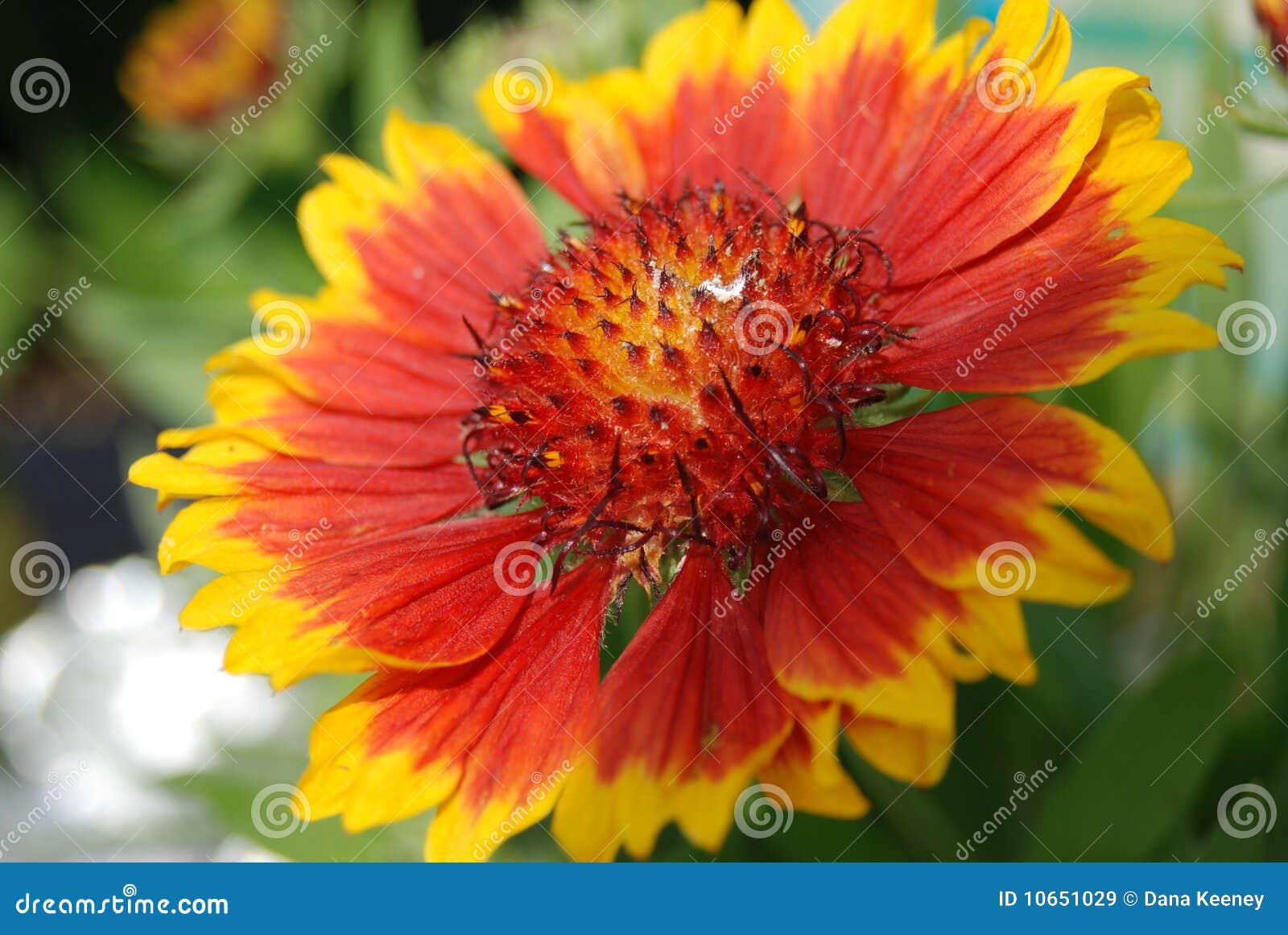Orange & Gold Flower stock image. Image of yellow 10651029