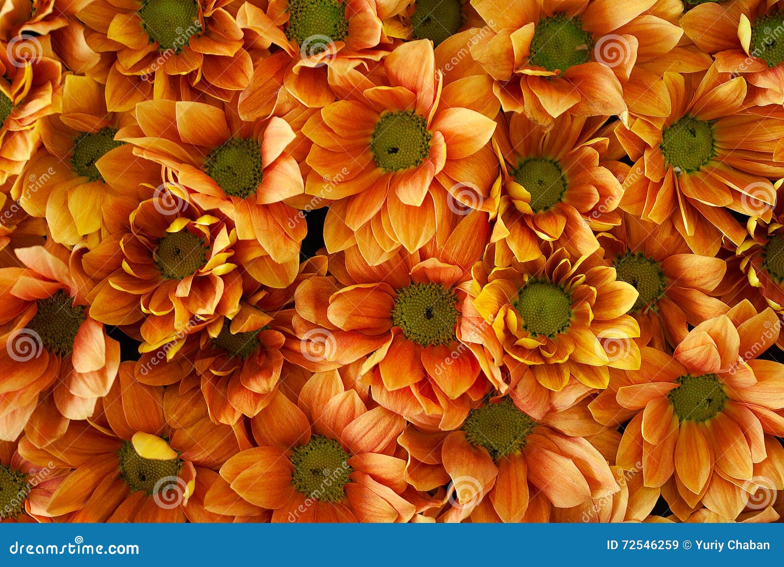 Orange green flowers stock image. Image of objects, head 72546259