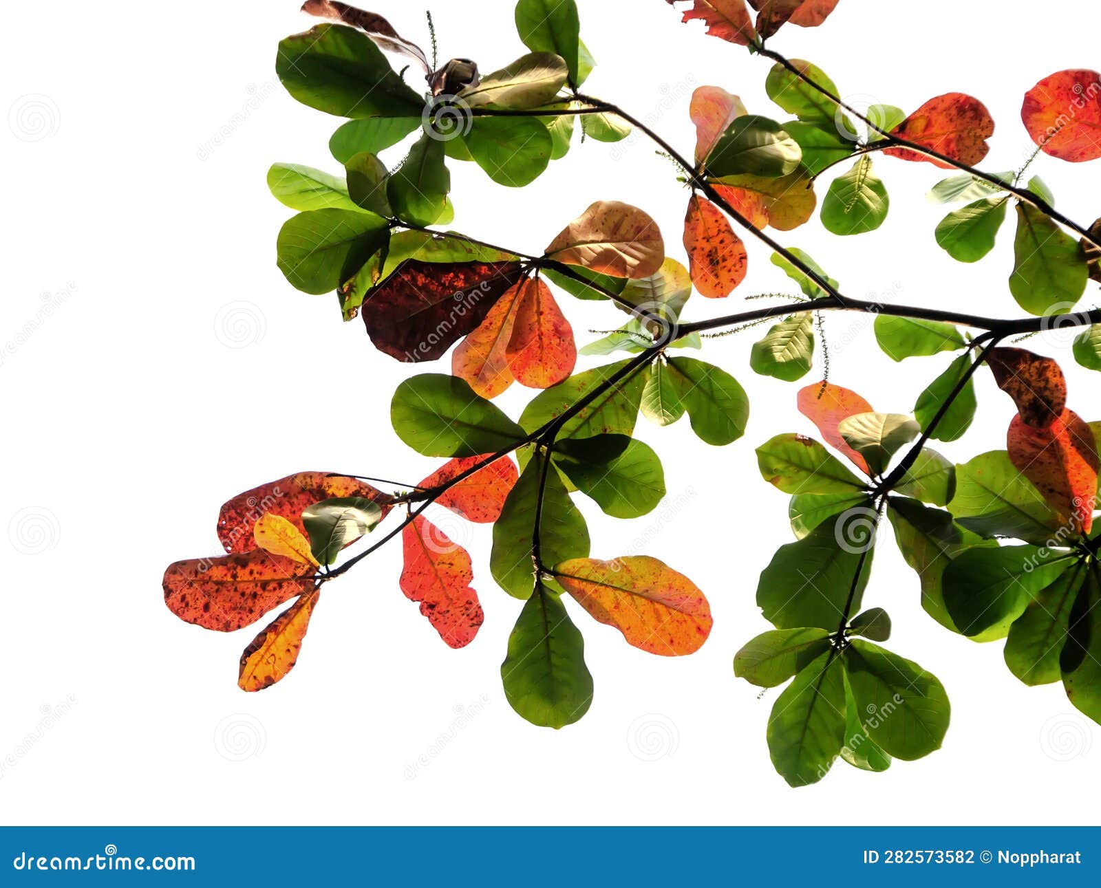 Orange and Green Leaves on Branch Stock Photo Image of foliage, maple