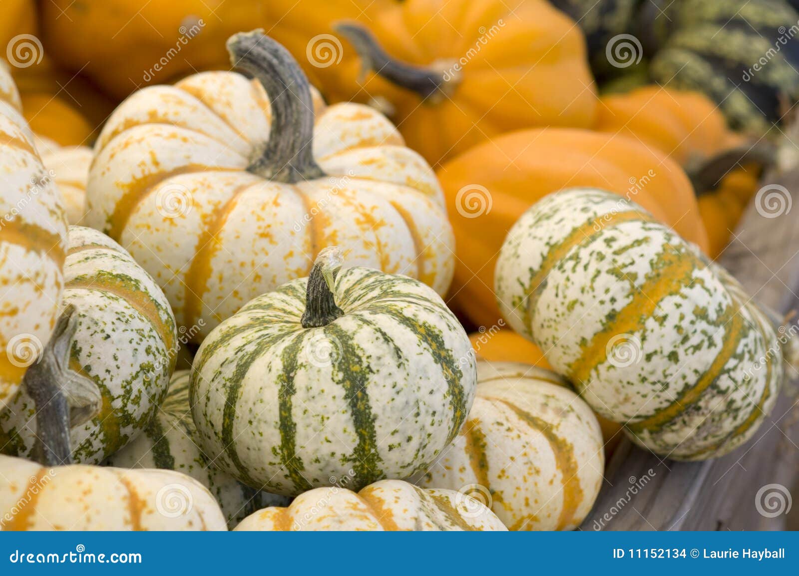 Orange and green squash stock photo. Image of autumn 11152134