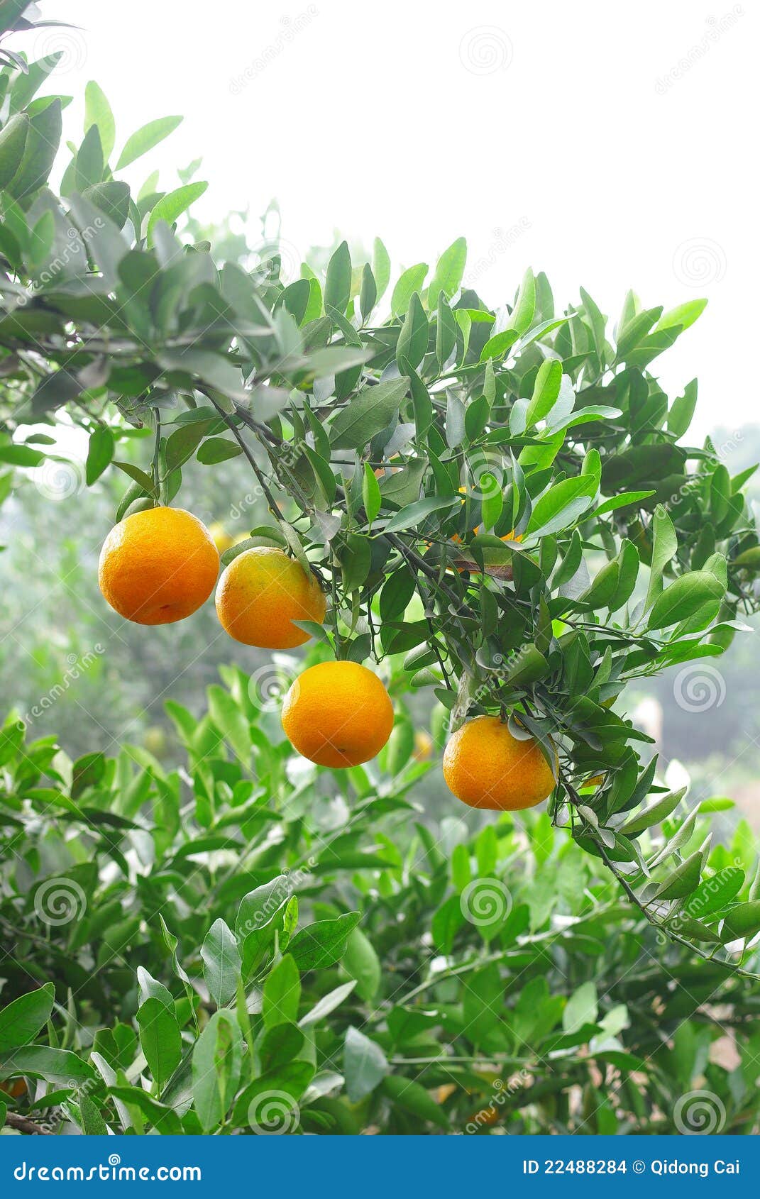 Orange grove stock photo. Image of branch, leaves, agriculture 22488284