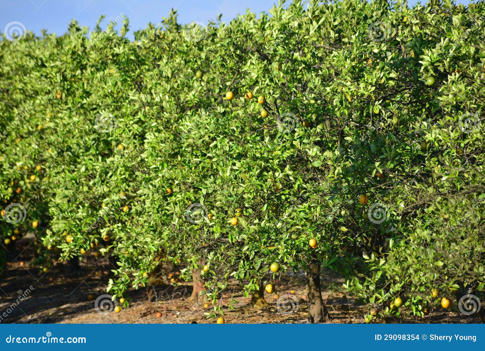 Orange Grove stock photo. Image of field, lots, orchard 29098354