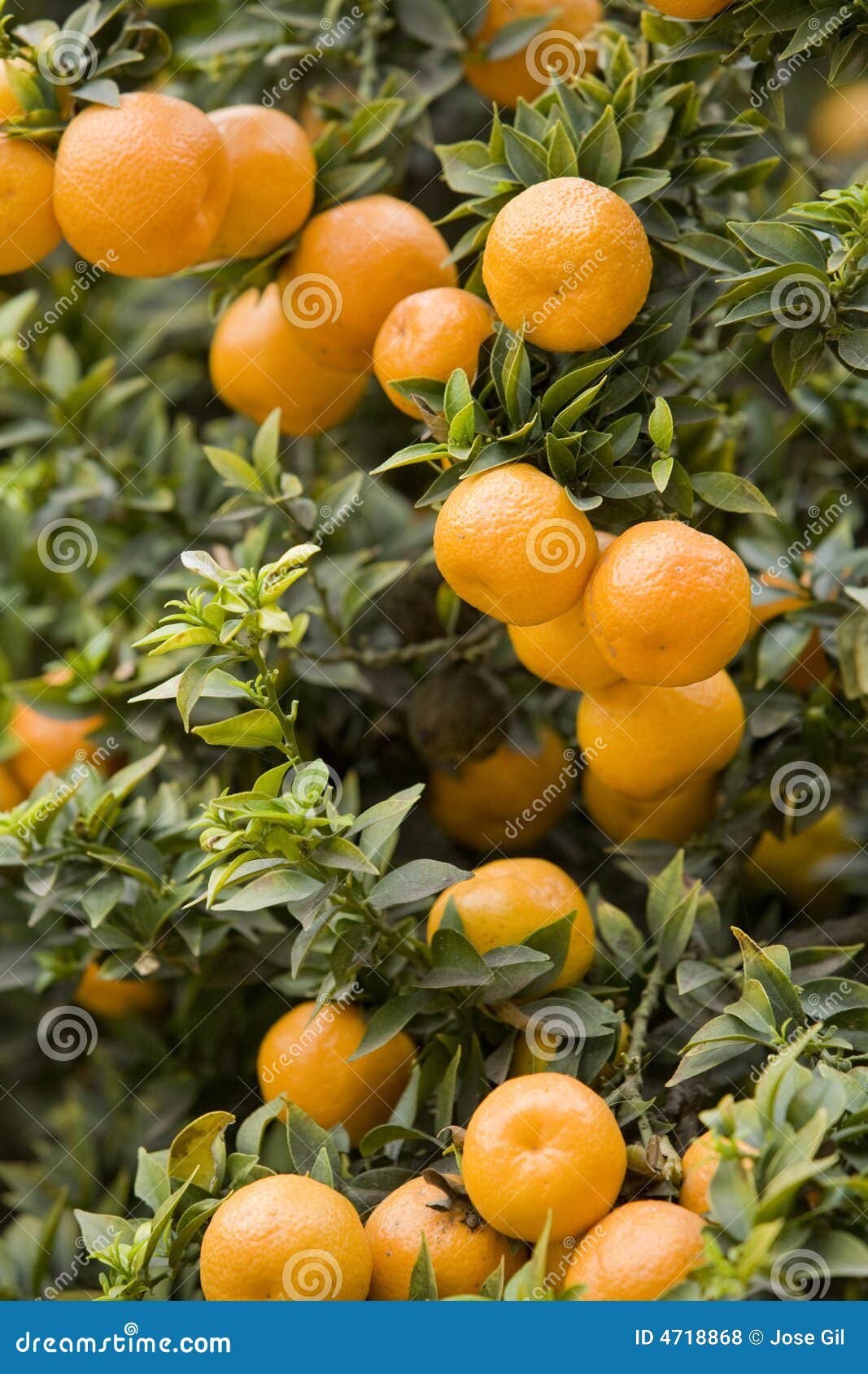 orange grove 5