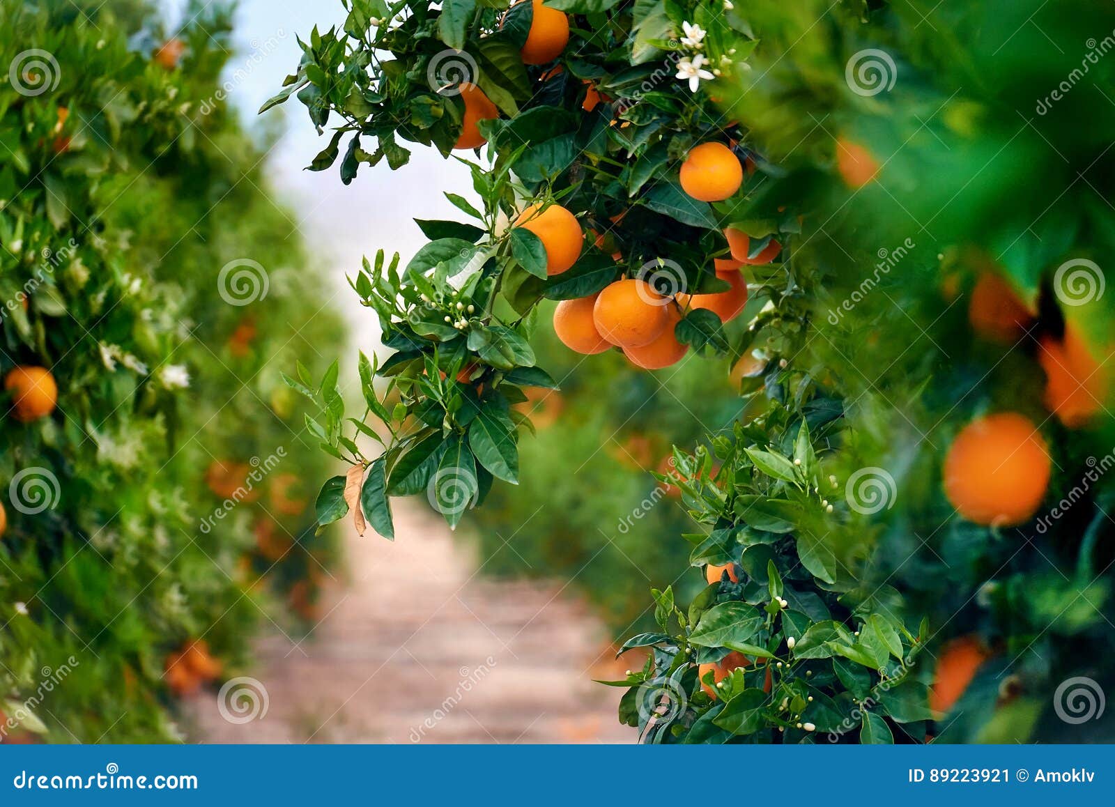 orange grove in southern spain