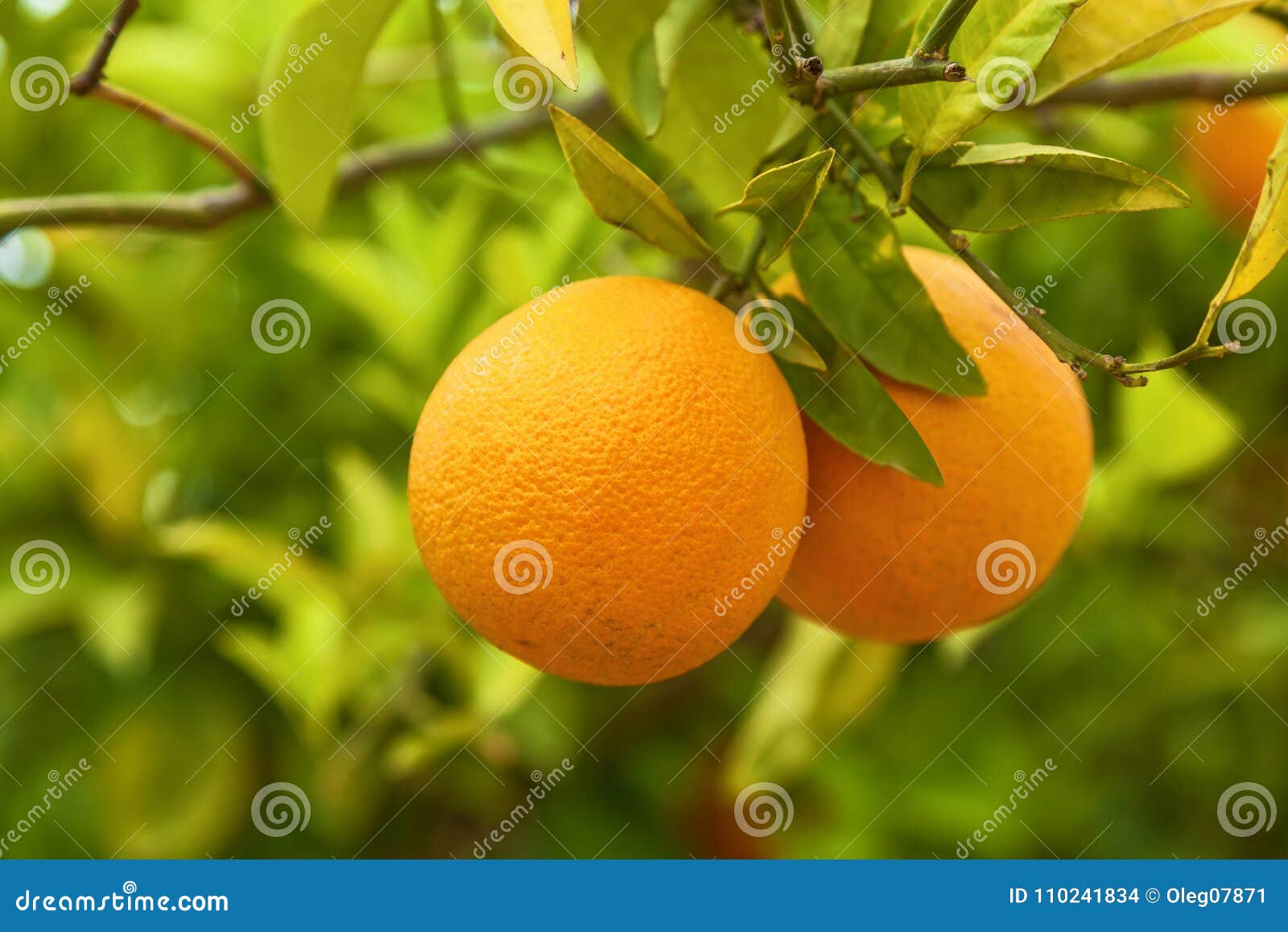 Orange grove stock photo. Image of lifeway, travel, nutrition 110241834