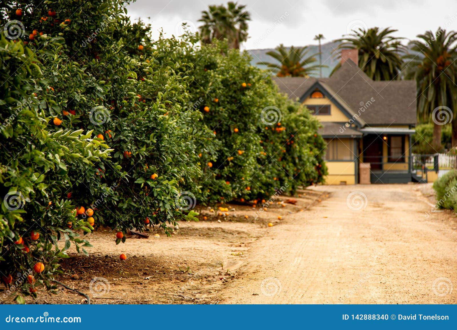 orange groves and a farm house