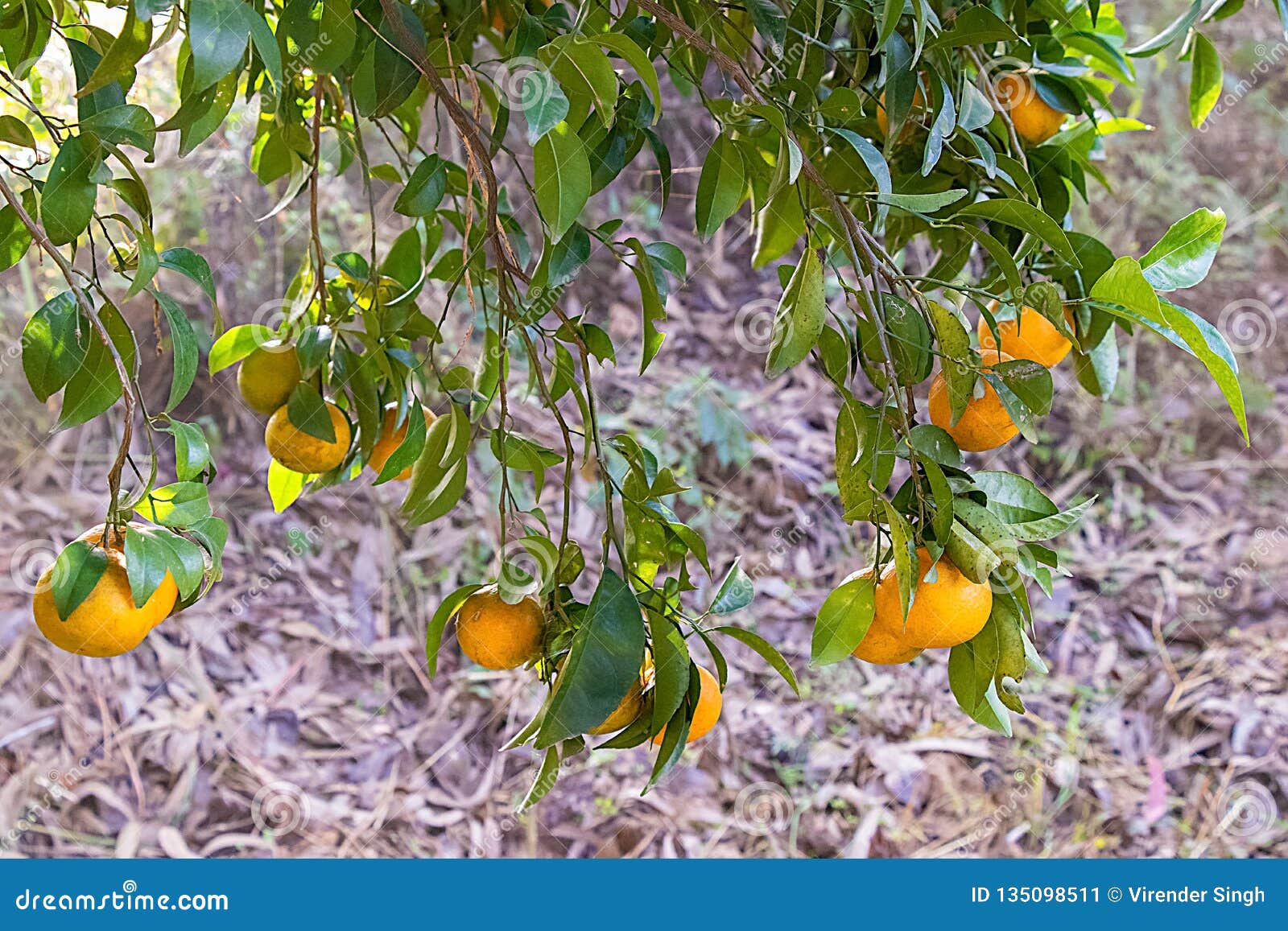 Fresh Oranges on Tree, with Leaves and Branches Stock Image Image of
