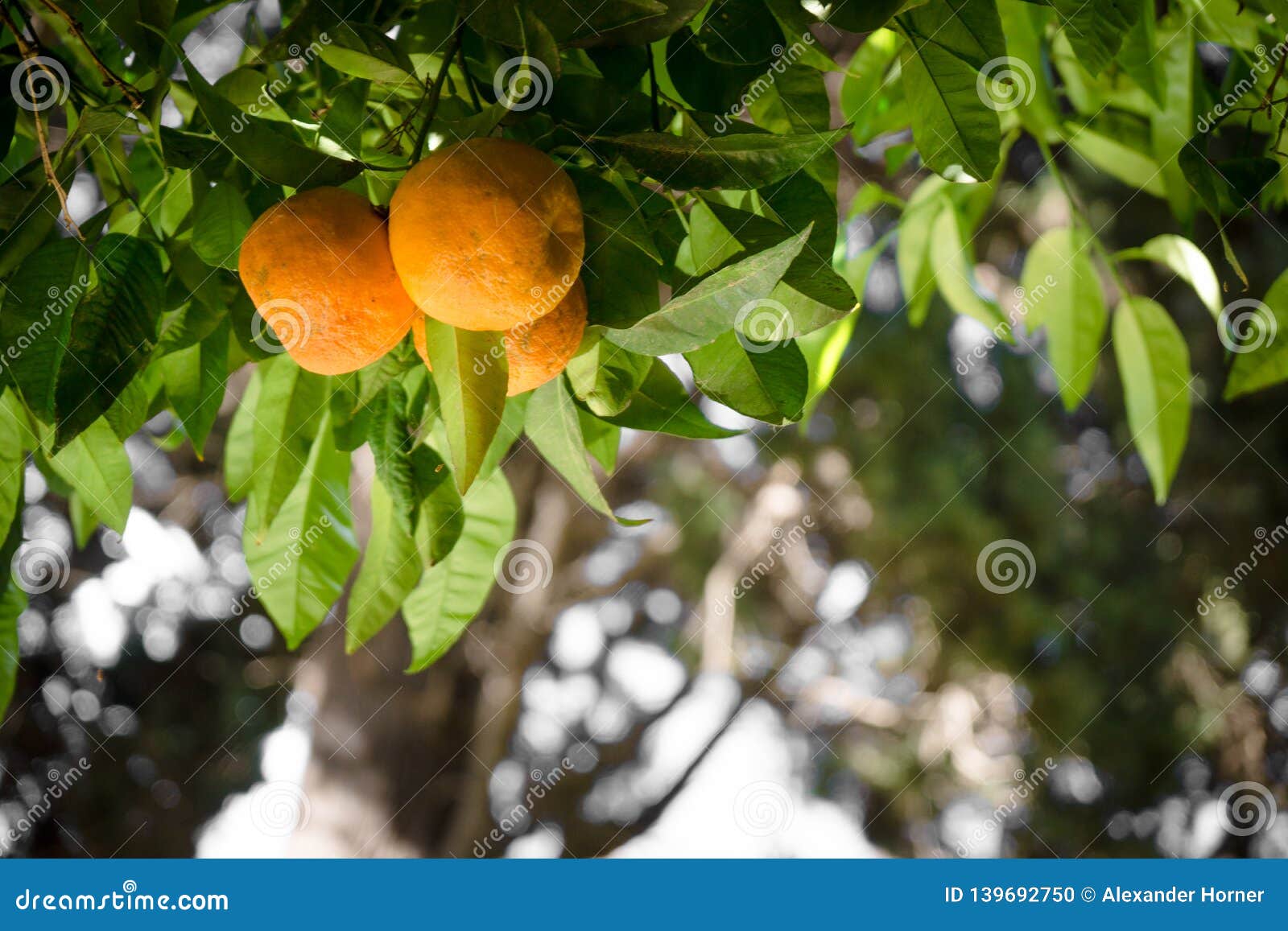 Orange growing at tree stock photo. Image of growing 139692750