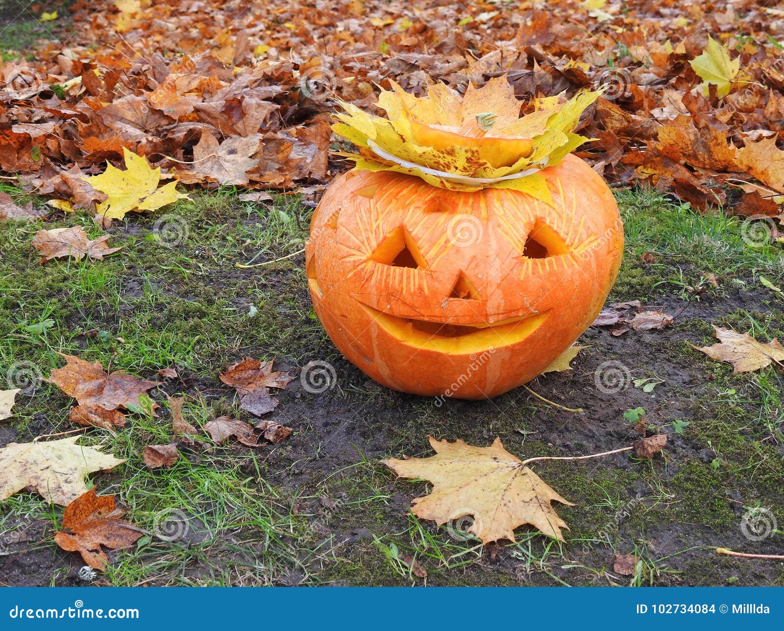  Orange  halloween  pumpkin  stock photo Image of pumpkin  